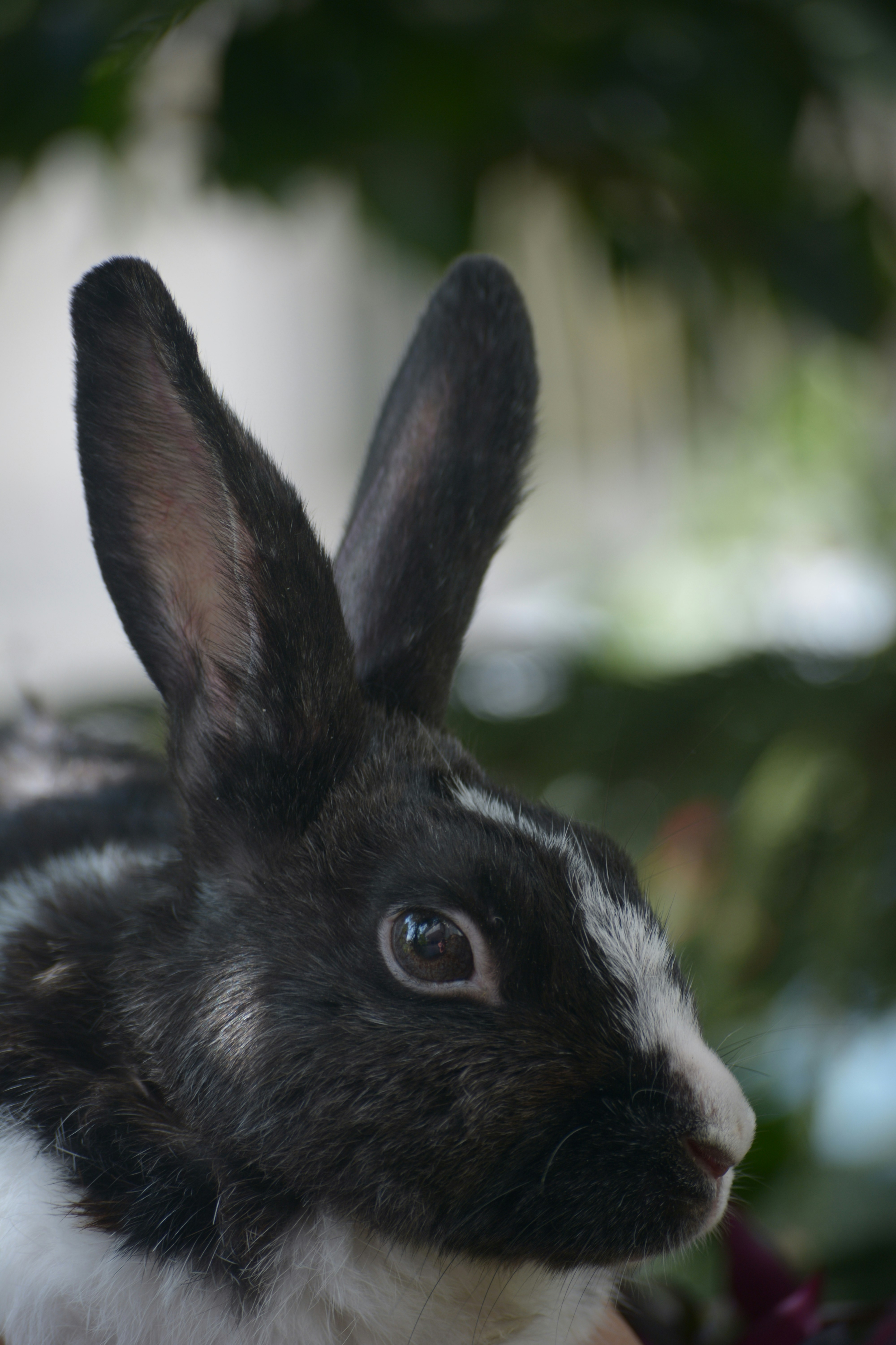 A black and white rabbit sitting on top of a table photo – Free Rabbit ...