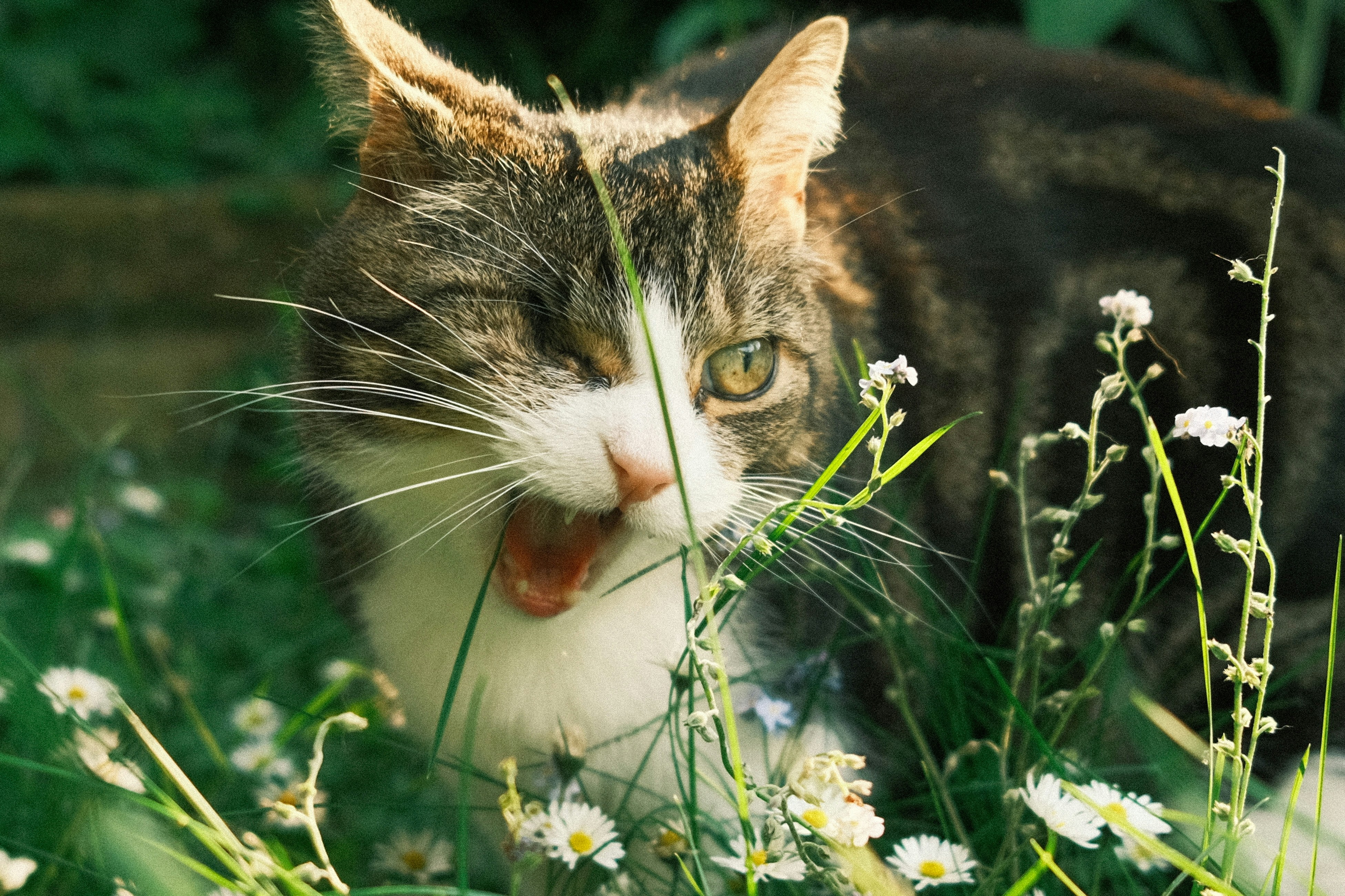 A cat that is laying down in the grass