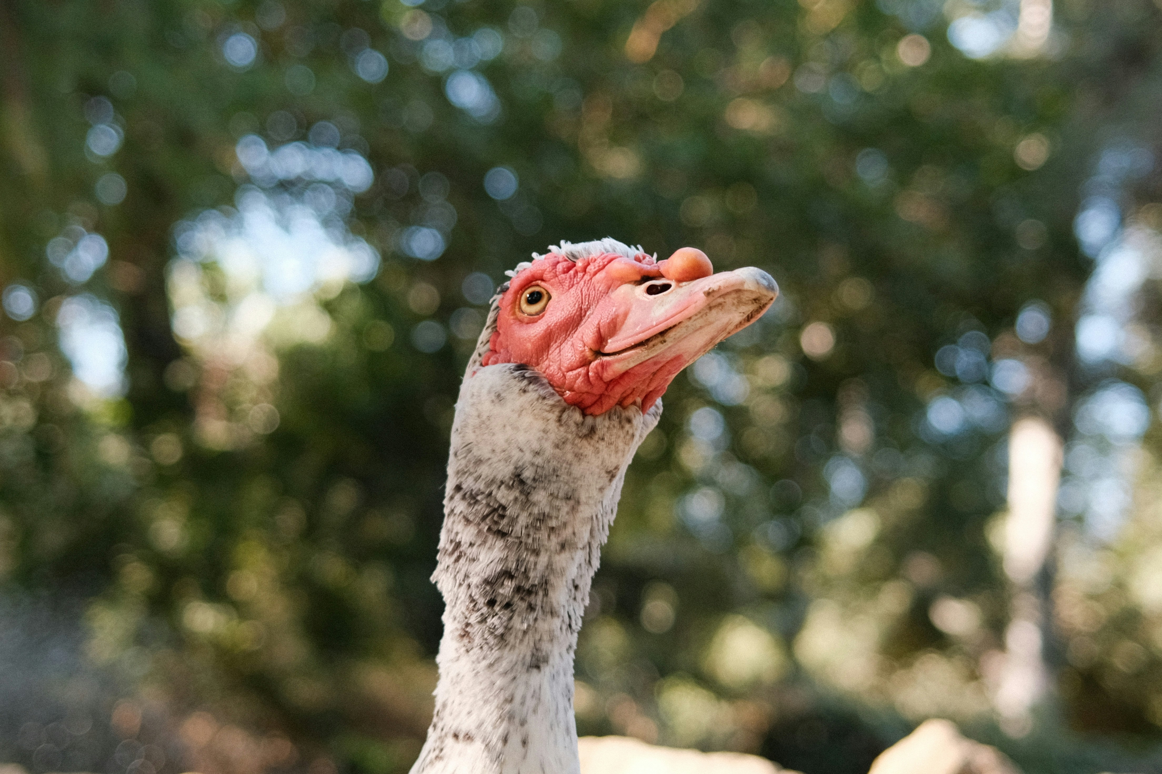 A close up of a bird with a tree in the background