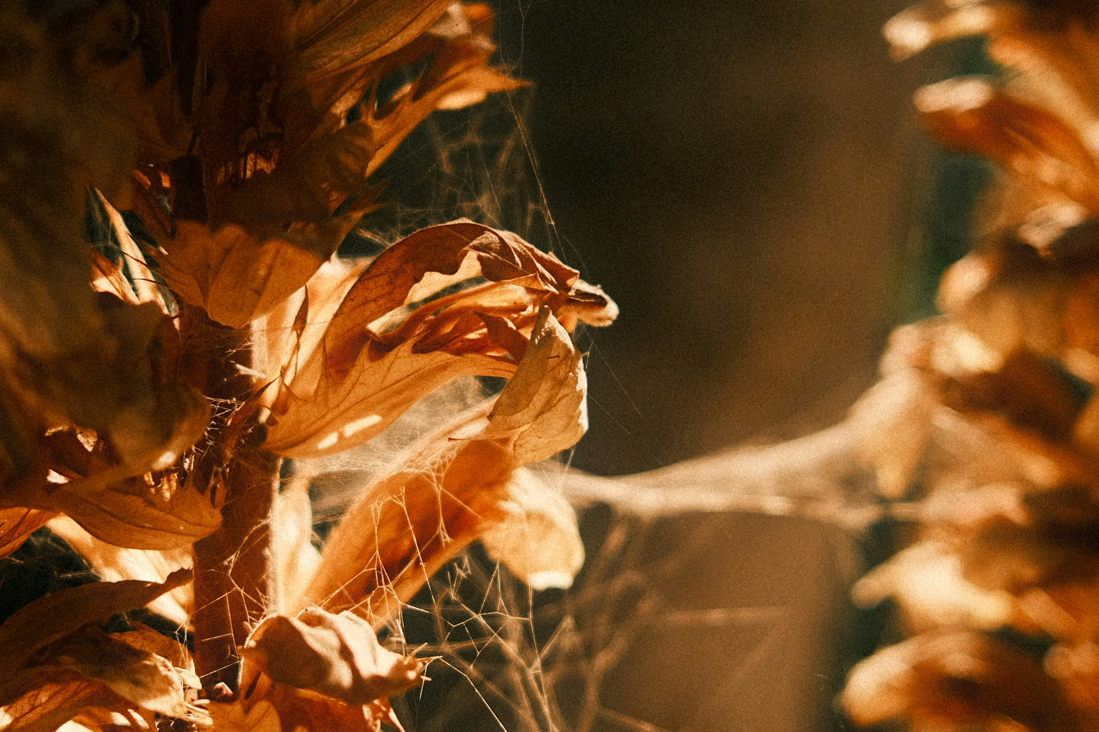 A close up of a spider web on a plant