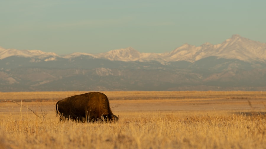 A bison in a field with mountains in the background