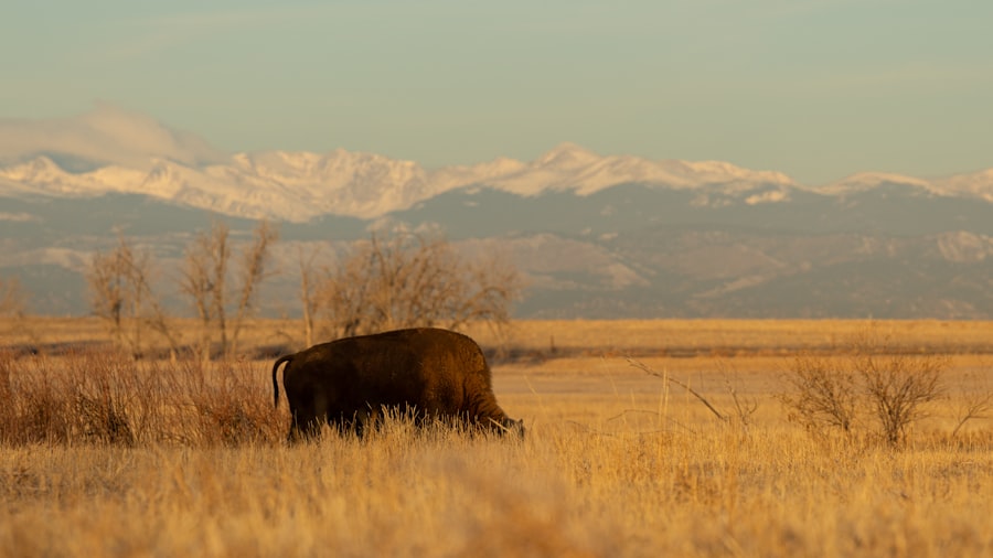 A lone bison in a field with mountains in the background