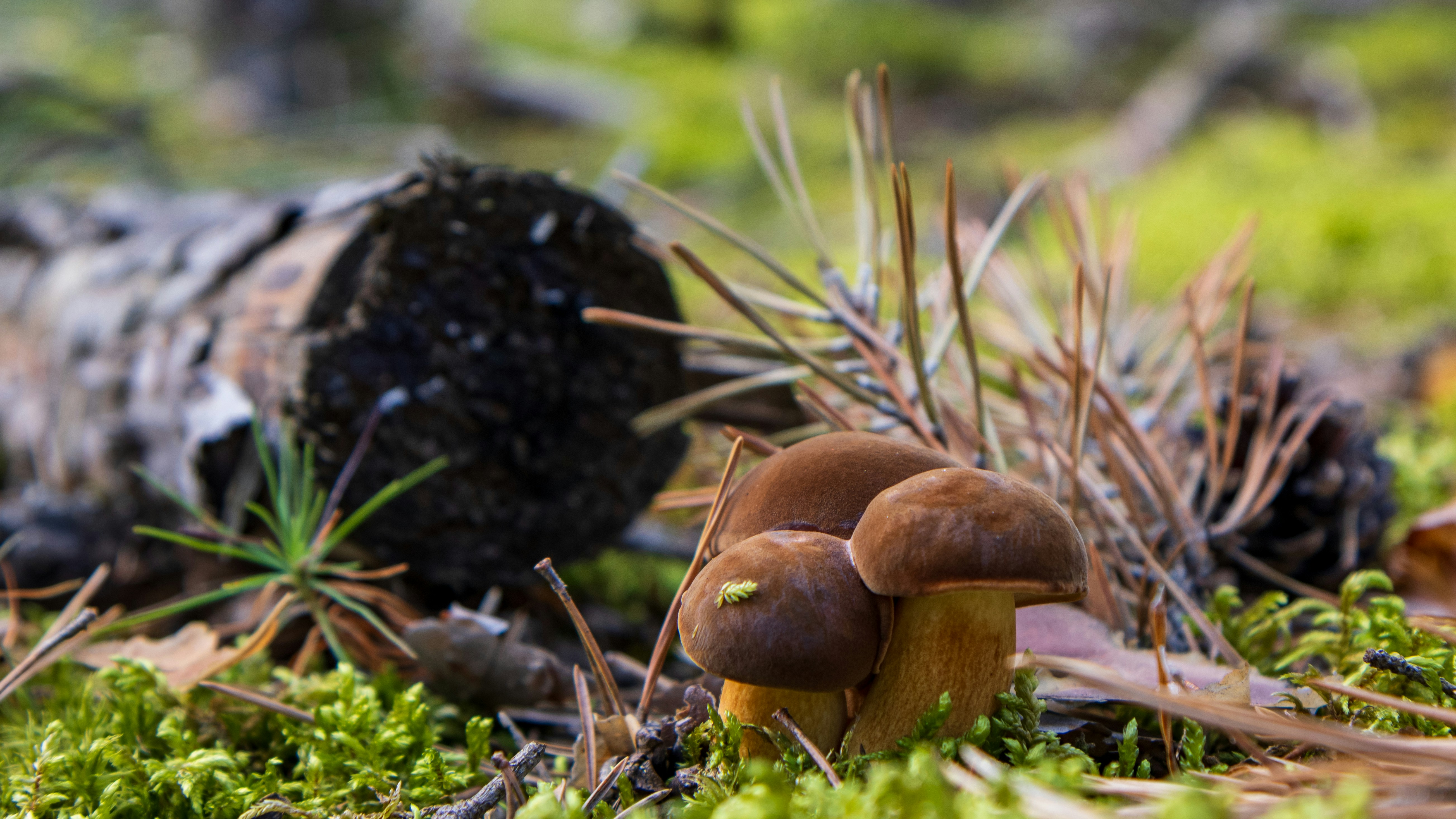 A group of mushrooms sitting on top of a forest floor