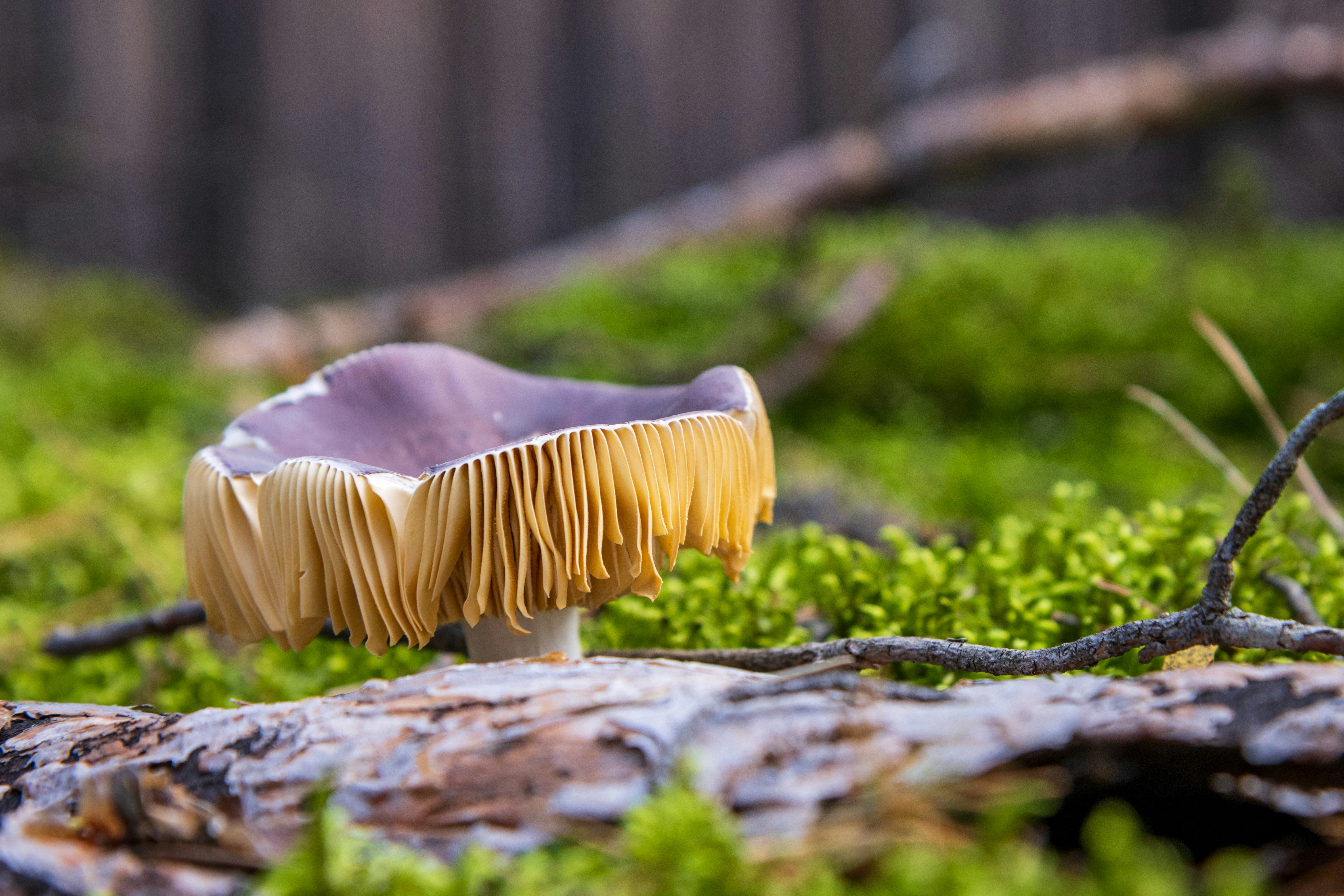 A close up of a mushroom on the ground