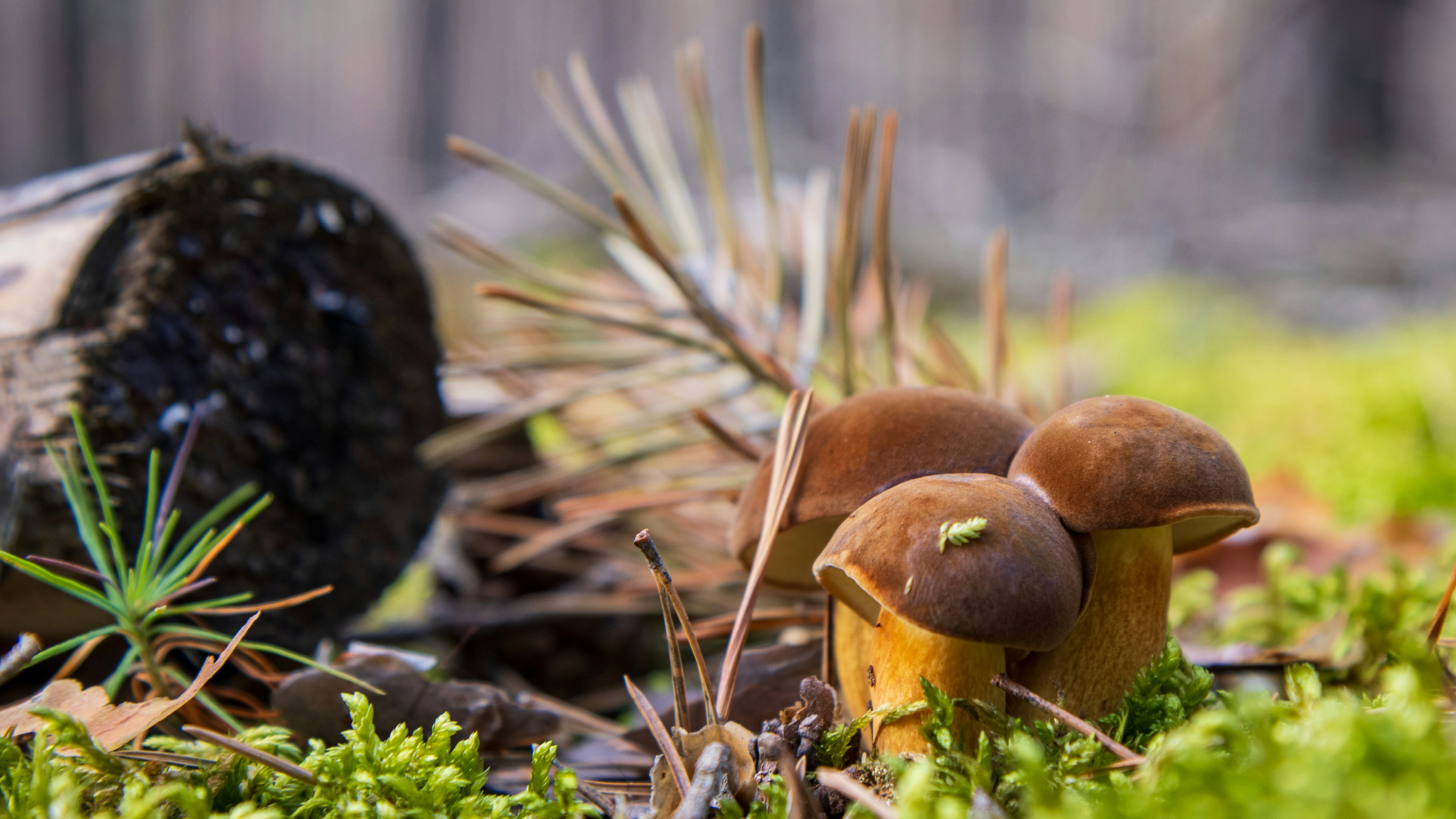 A couple of mushrooms that are in the grass