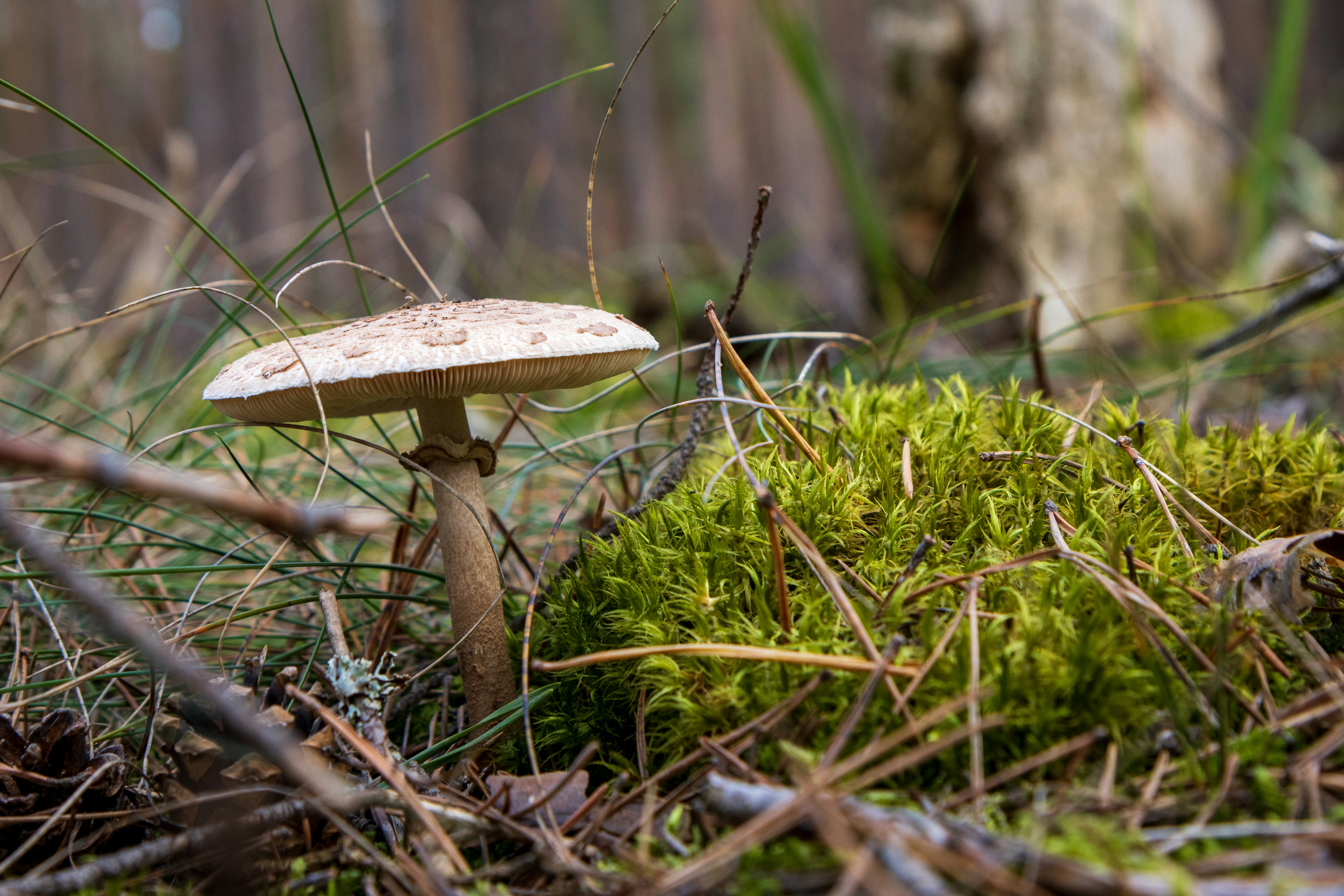 A mushroom sitting on top of a lush green field