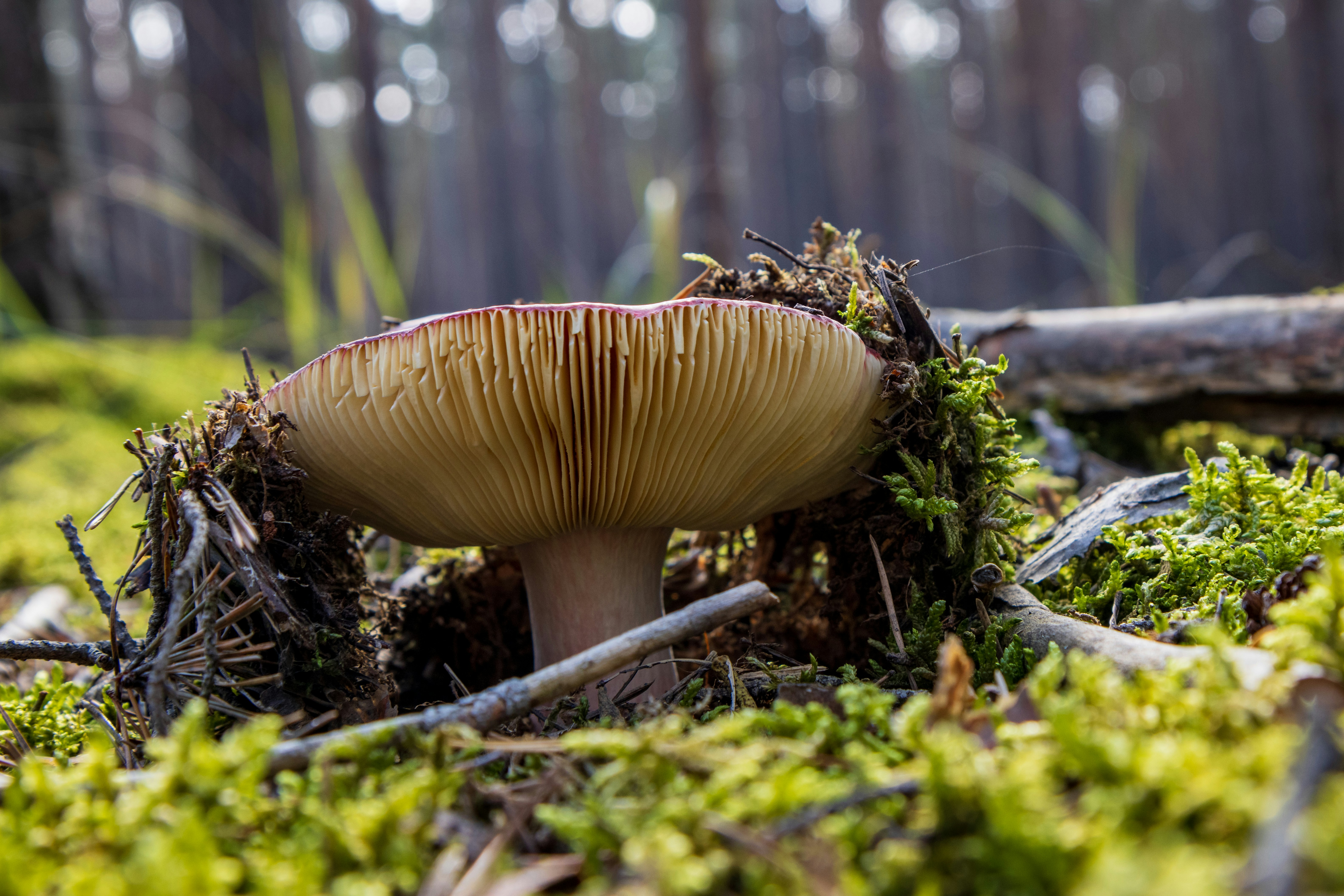 A mushroom in the middle of a forest