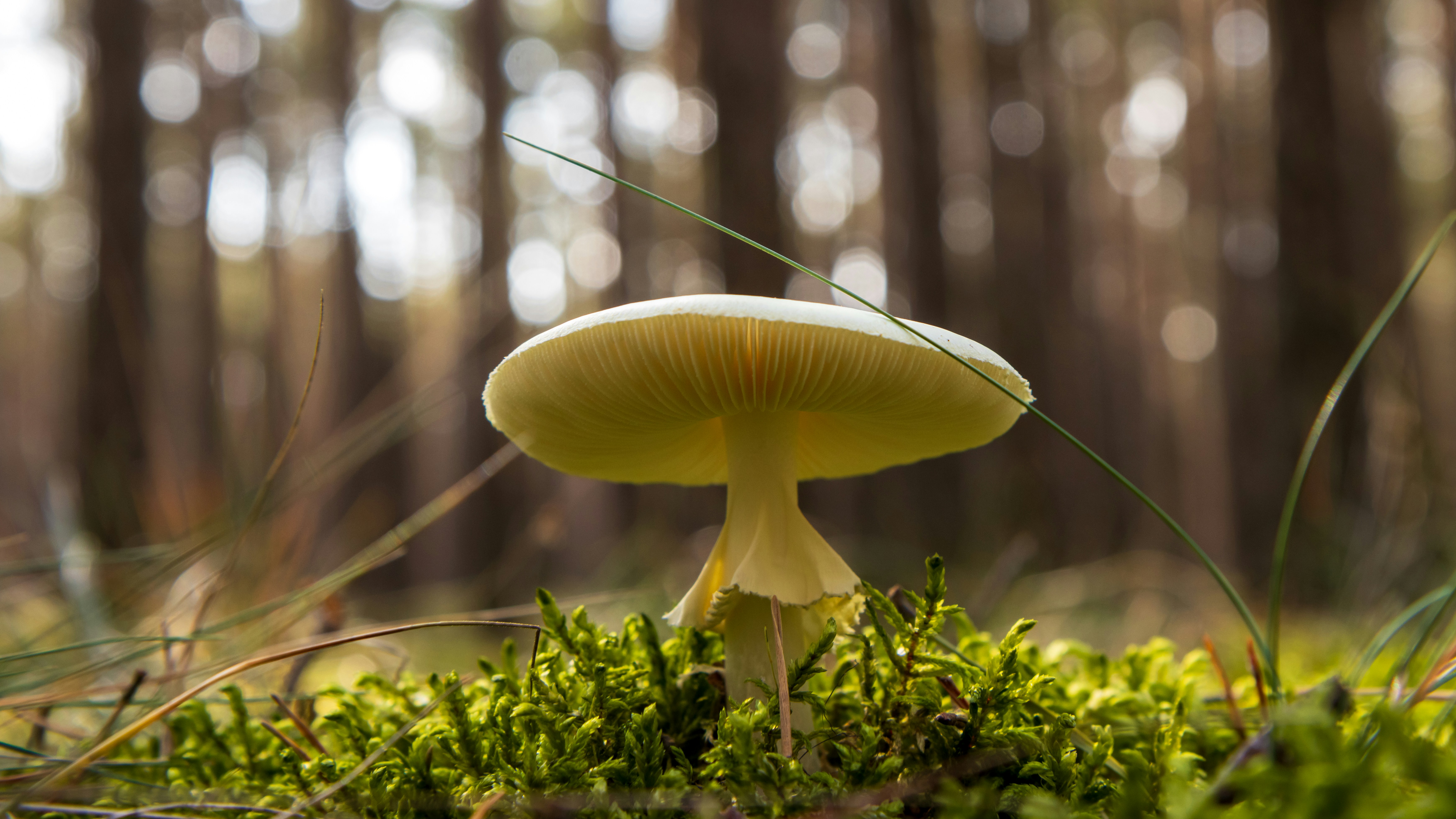 A mushroom sitting in the middle of a forest