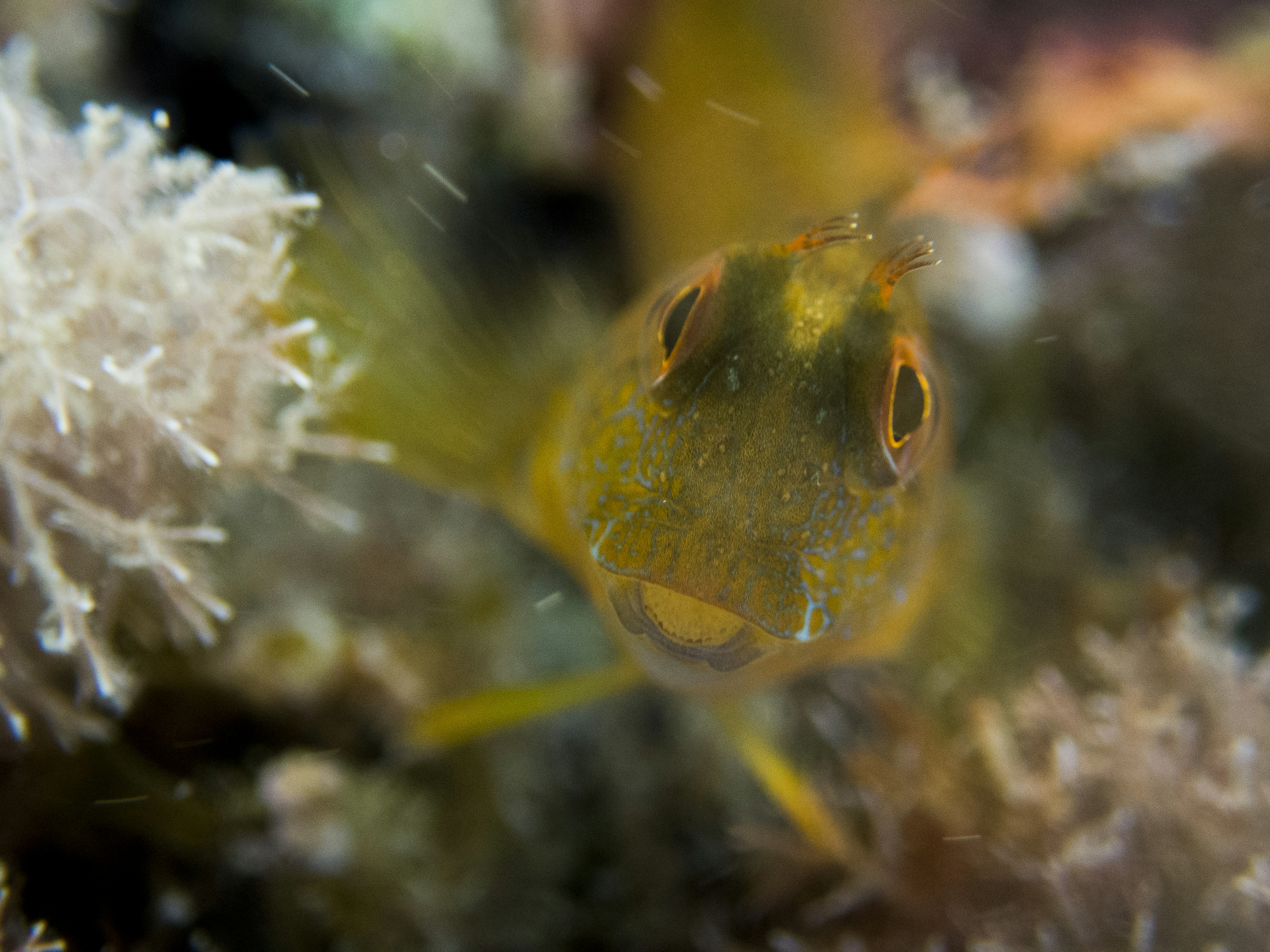 Close-up ikan di atas karang