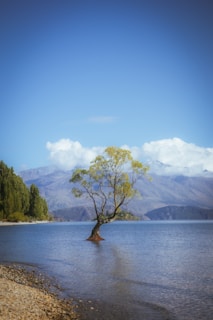A lone tree in the middle of a lake
