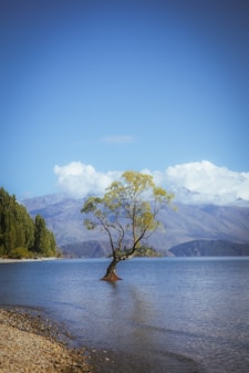 A lone tree in the middle of a lake