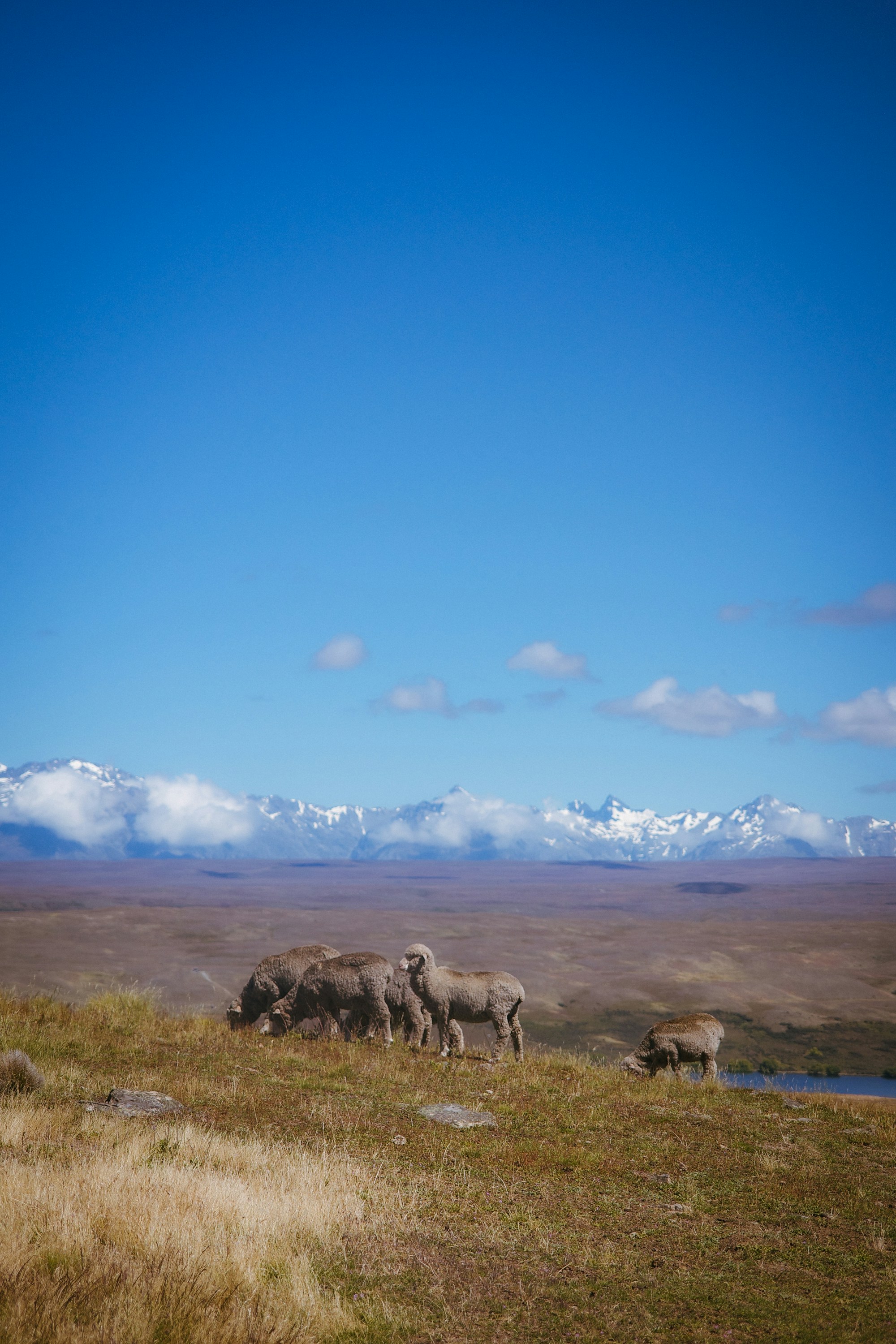 A herd of sheep standing on top of a grass covered field
