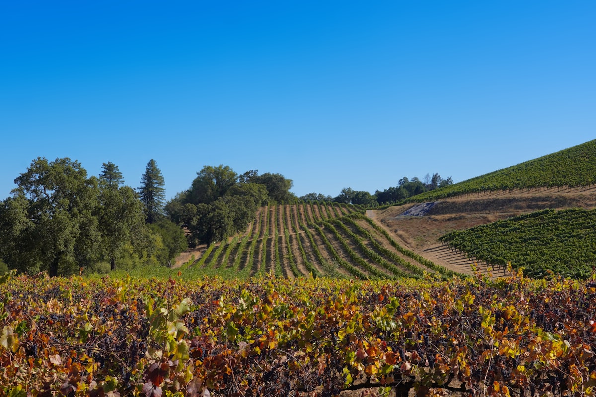Bourgogne-Franche-Comté, le Jura et les vignes.