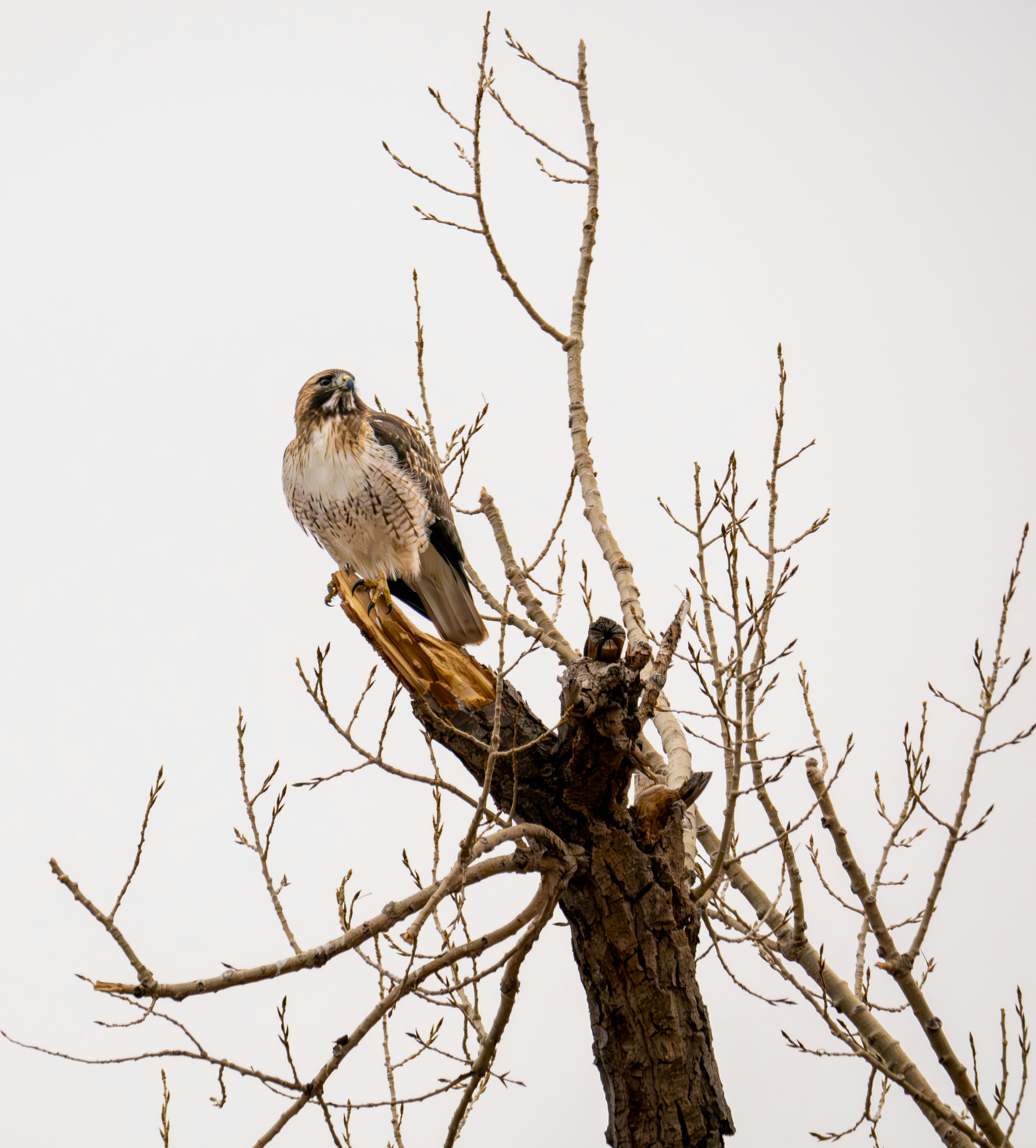 Tres halcones de cola roja regresan al cielo - SPCA de Houston, image size:3000x3320