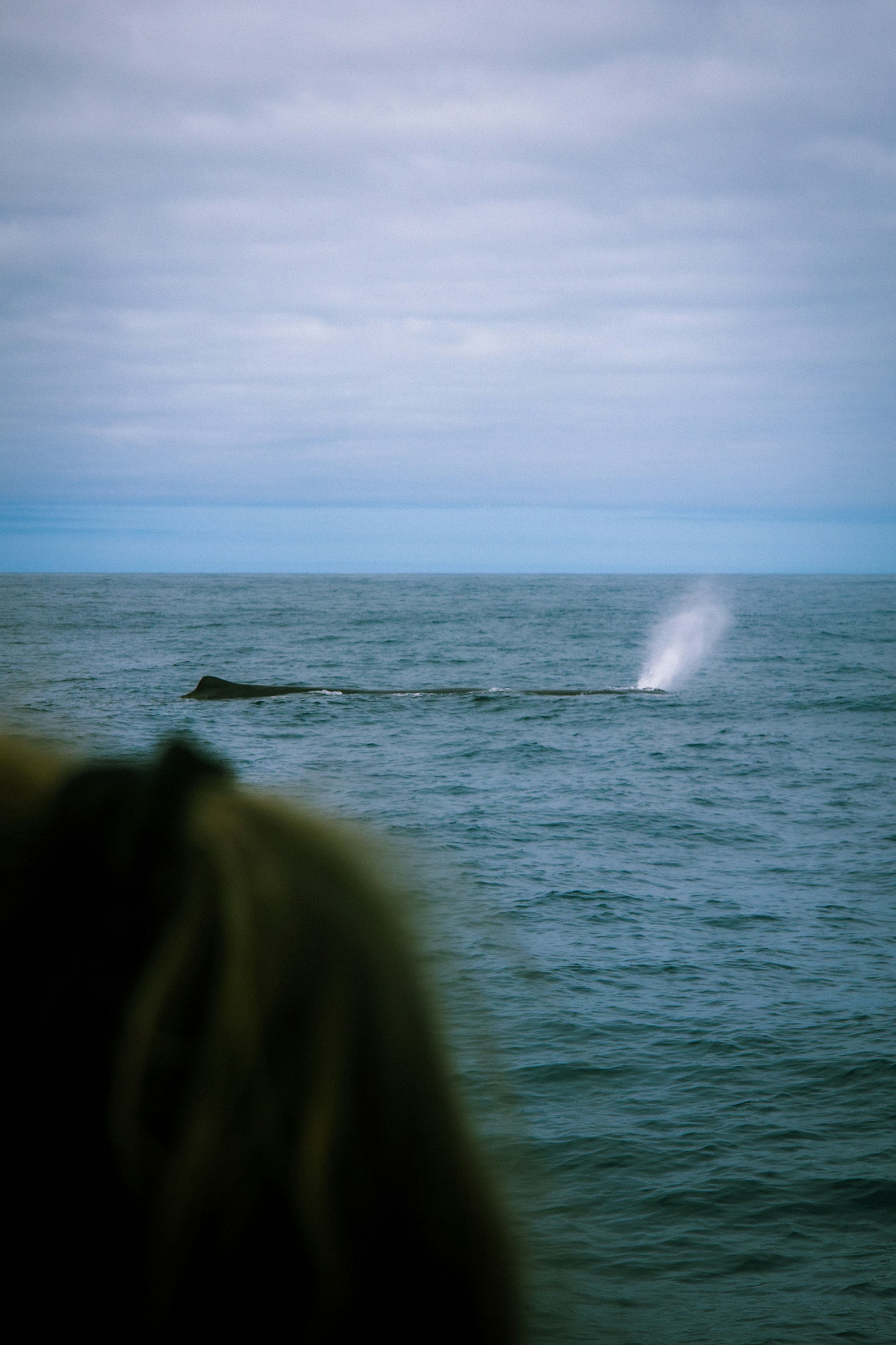 A whale watching boat with people observing whales