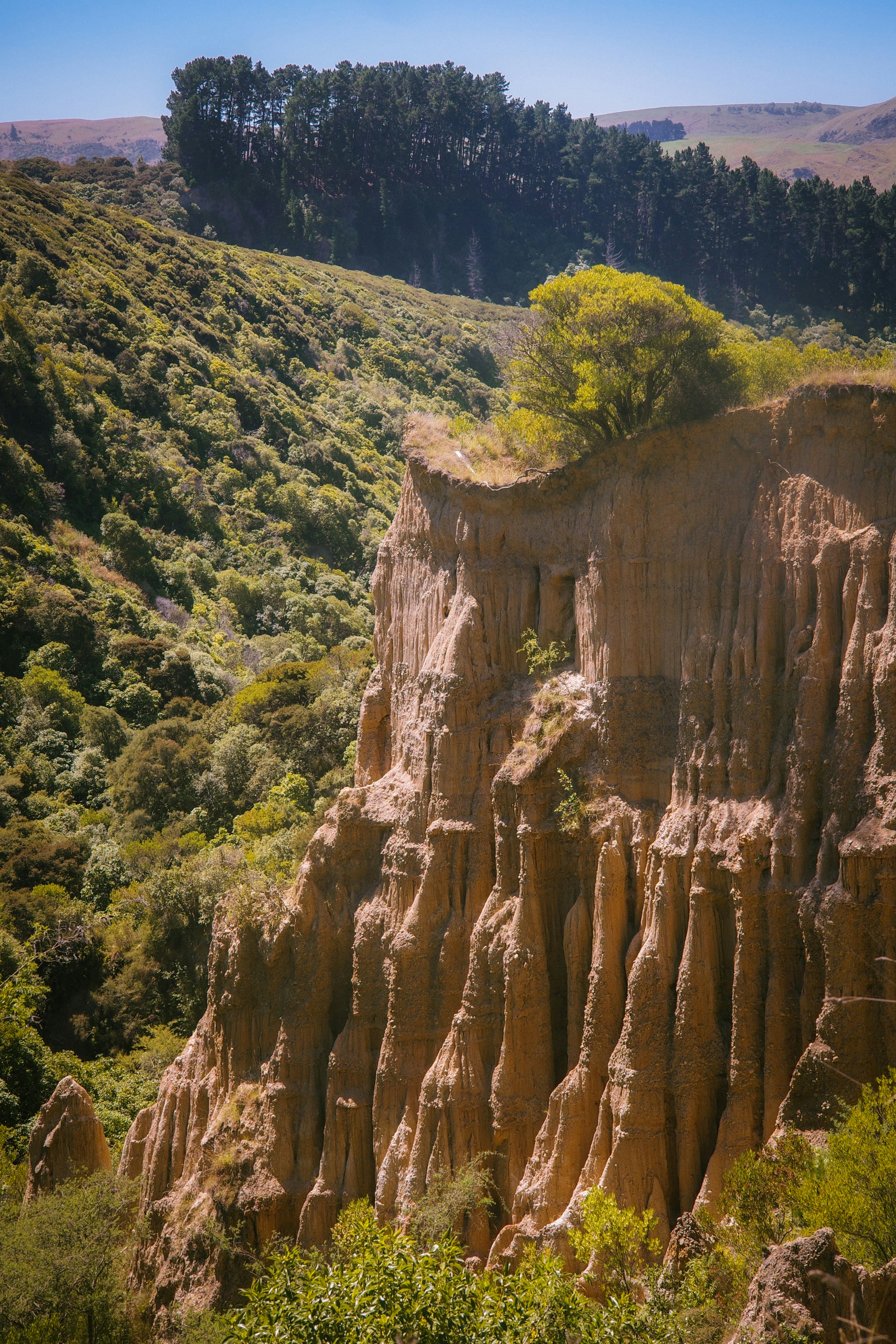 A large rock formation in the middle of a forest photo – Free Plant ...