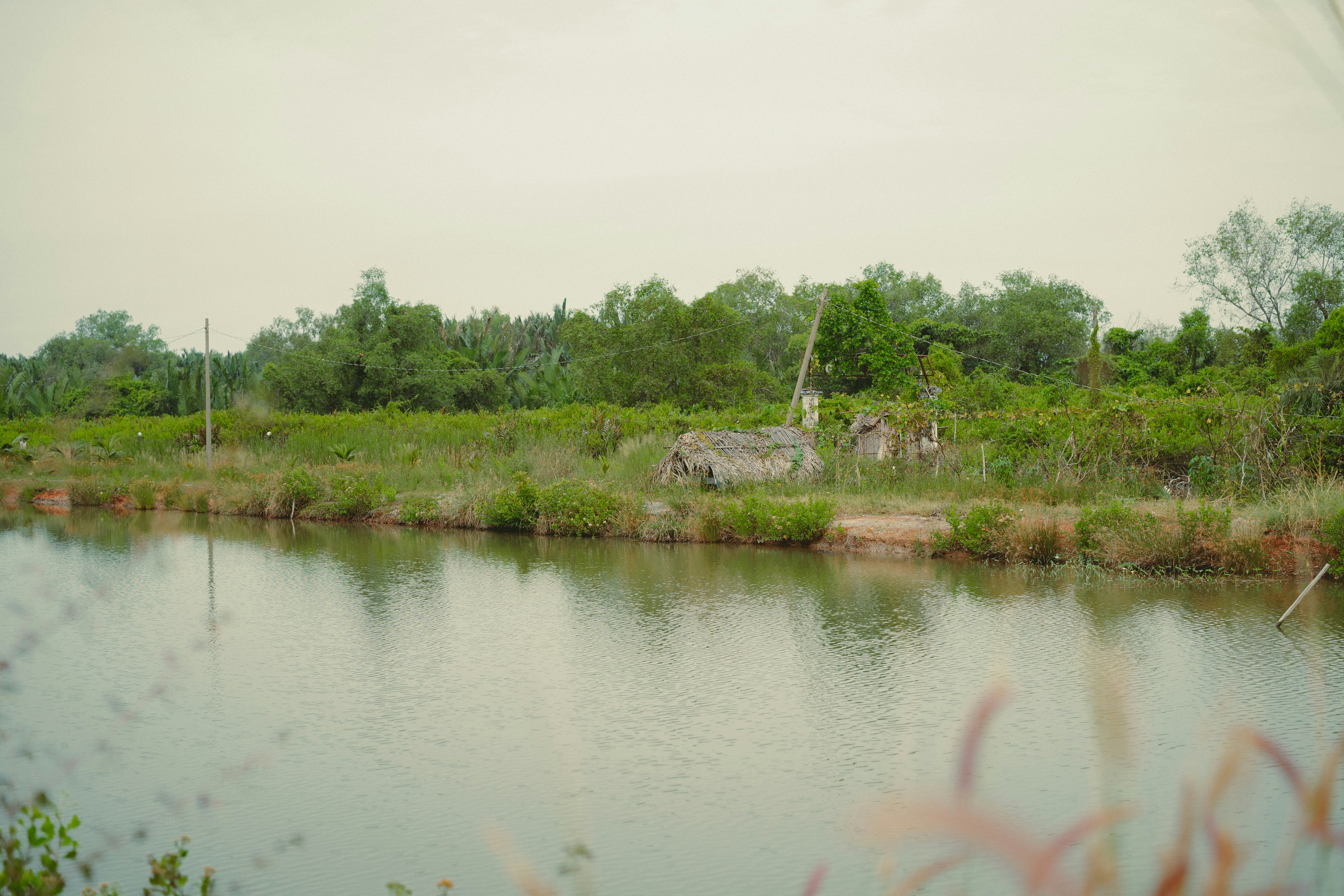 A body of water surrounded by trees and grass