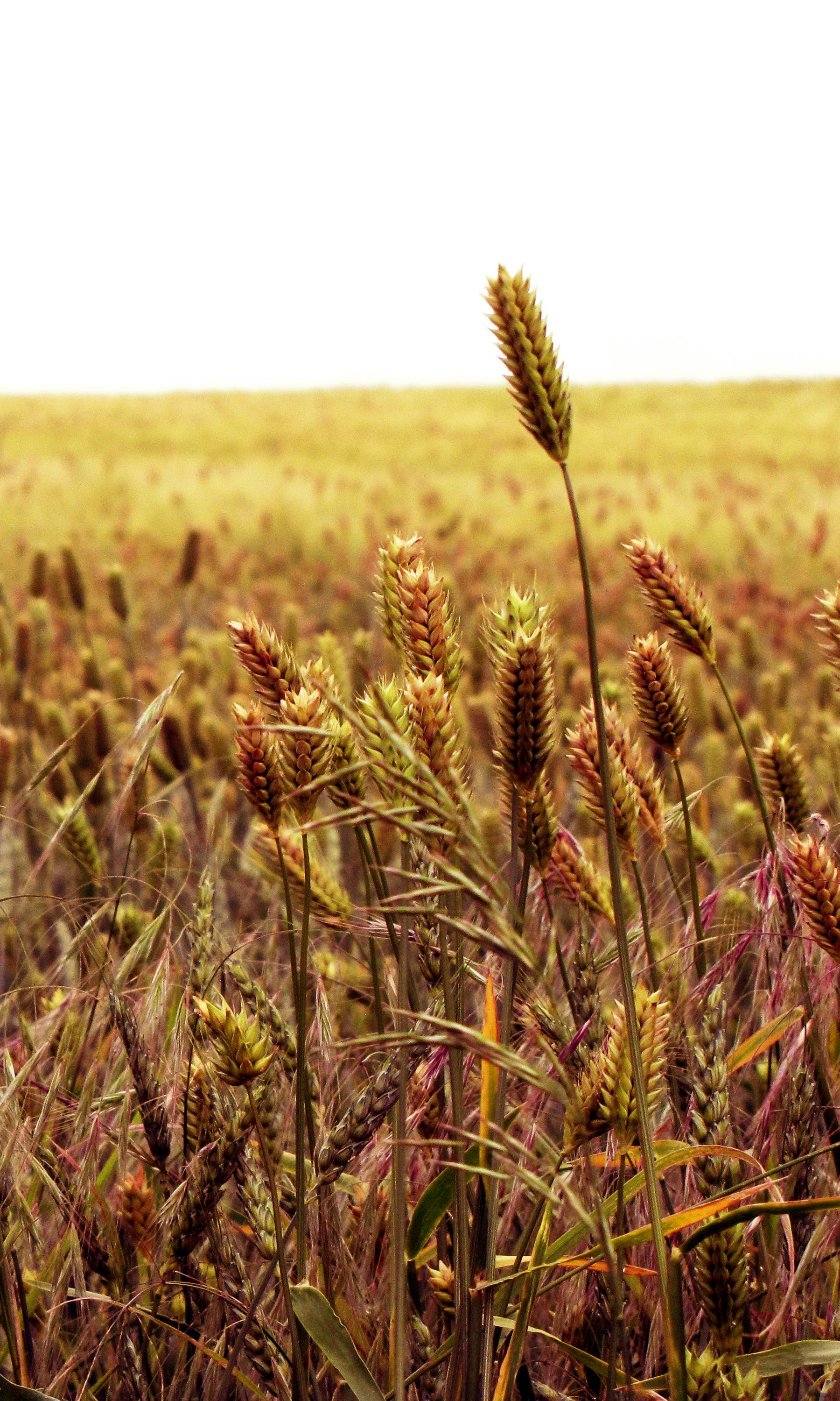 背の高い草原と空を背景にした草原