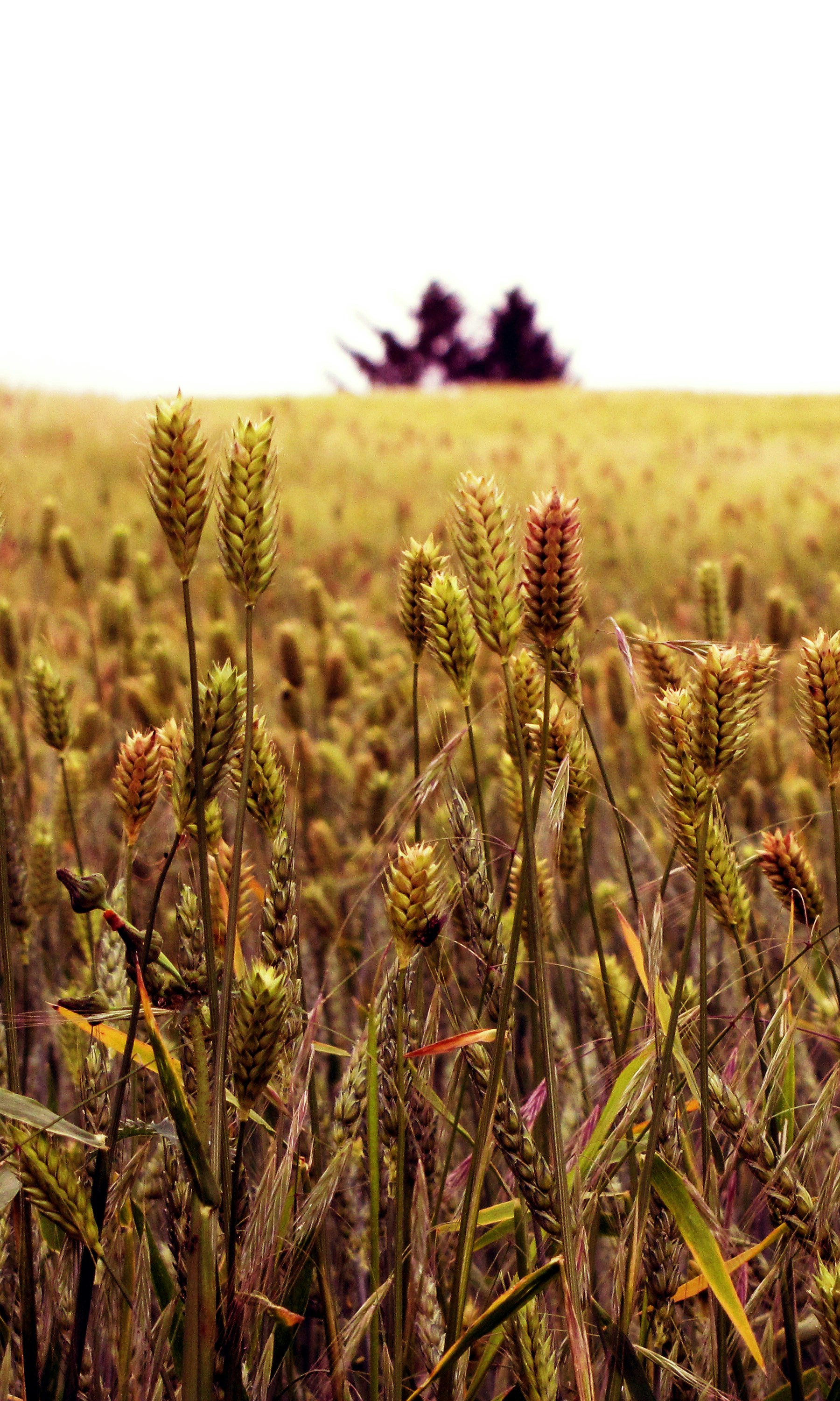 背の高い草原と遠くに一本の木