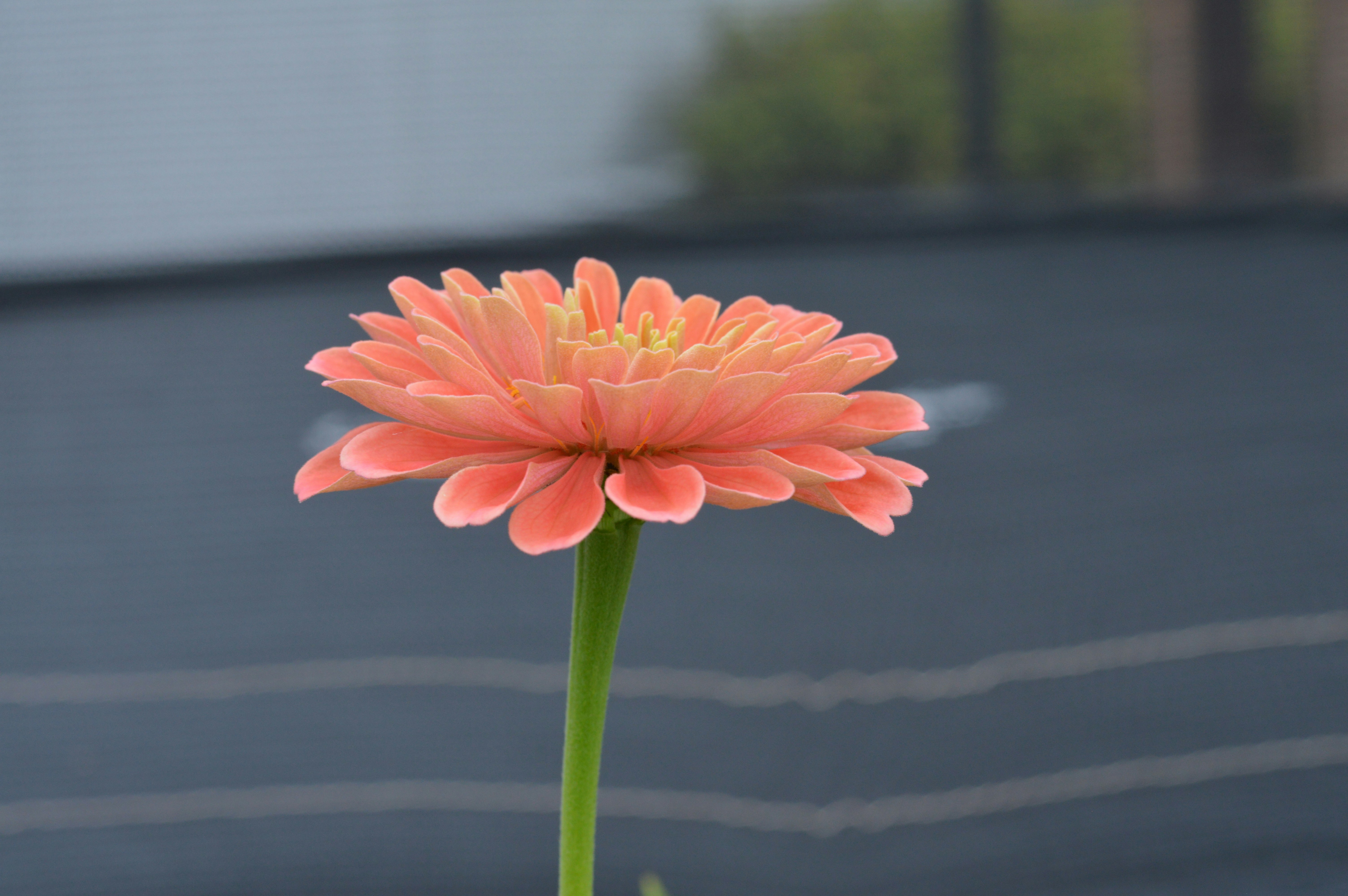 A pink flower in a vase on a table