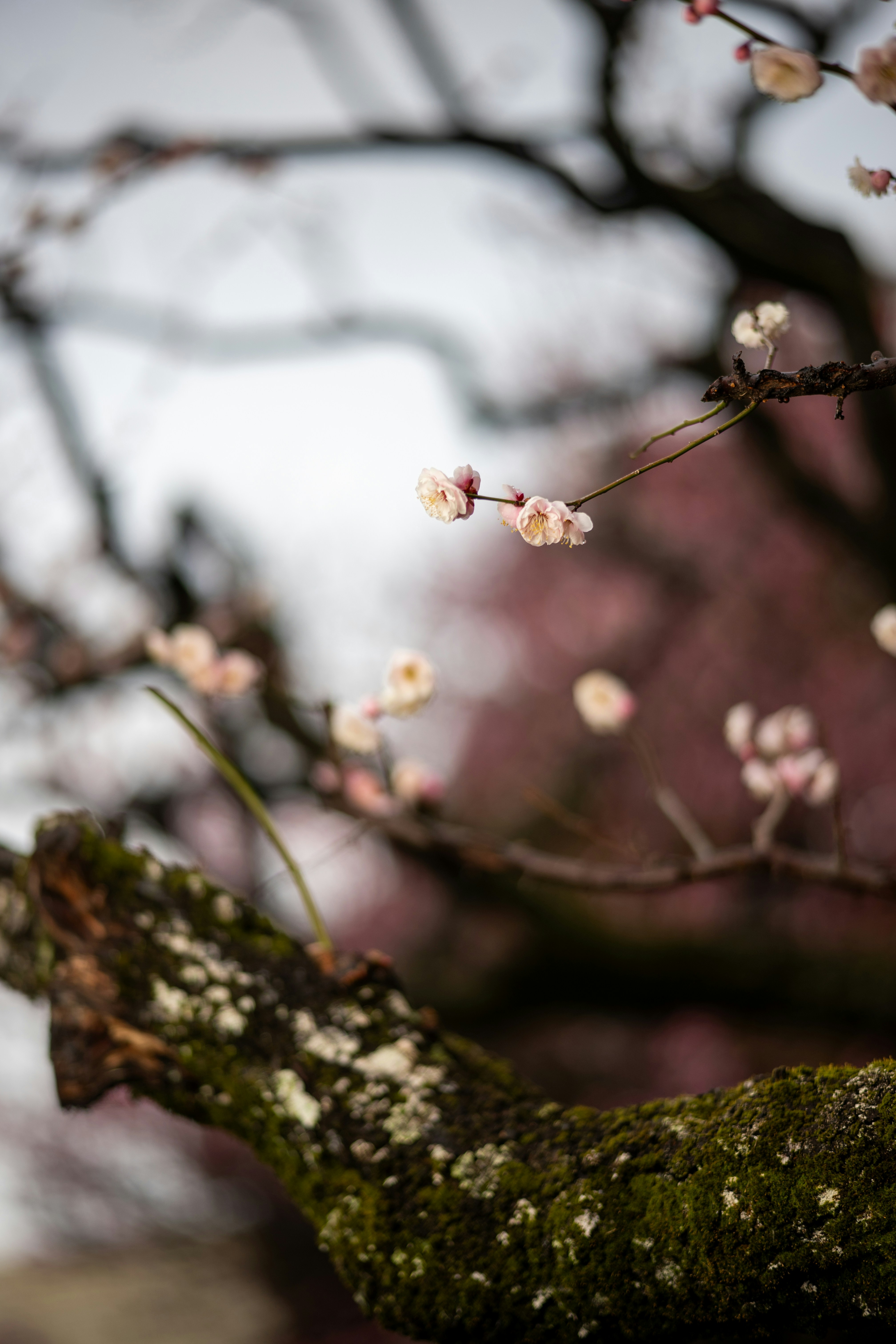 Photo by pafuxu
