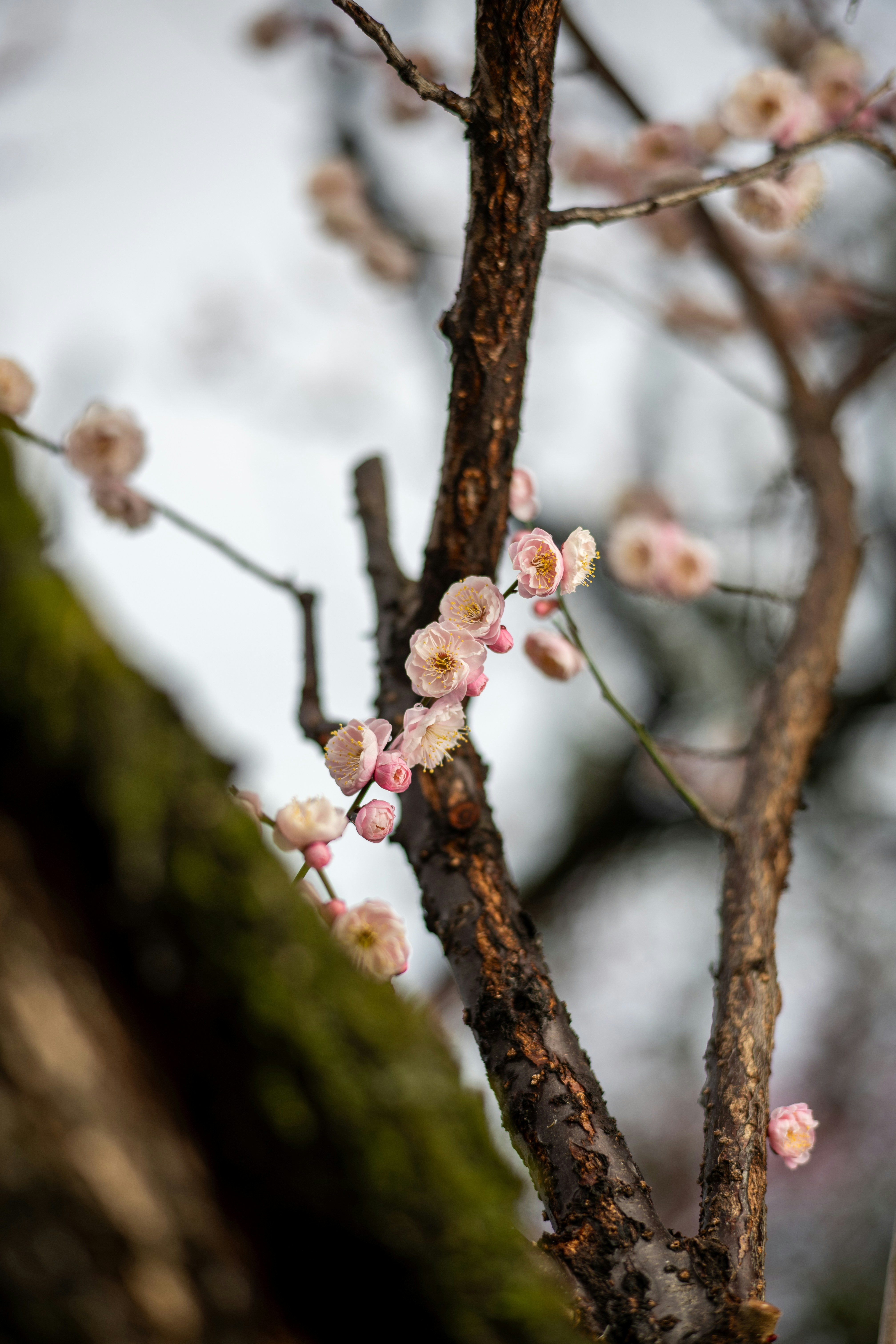 Photo by pafuxu