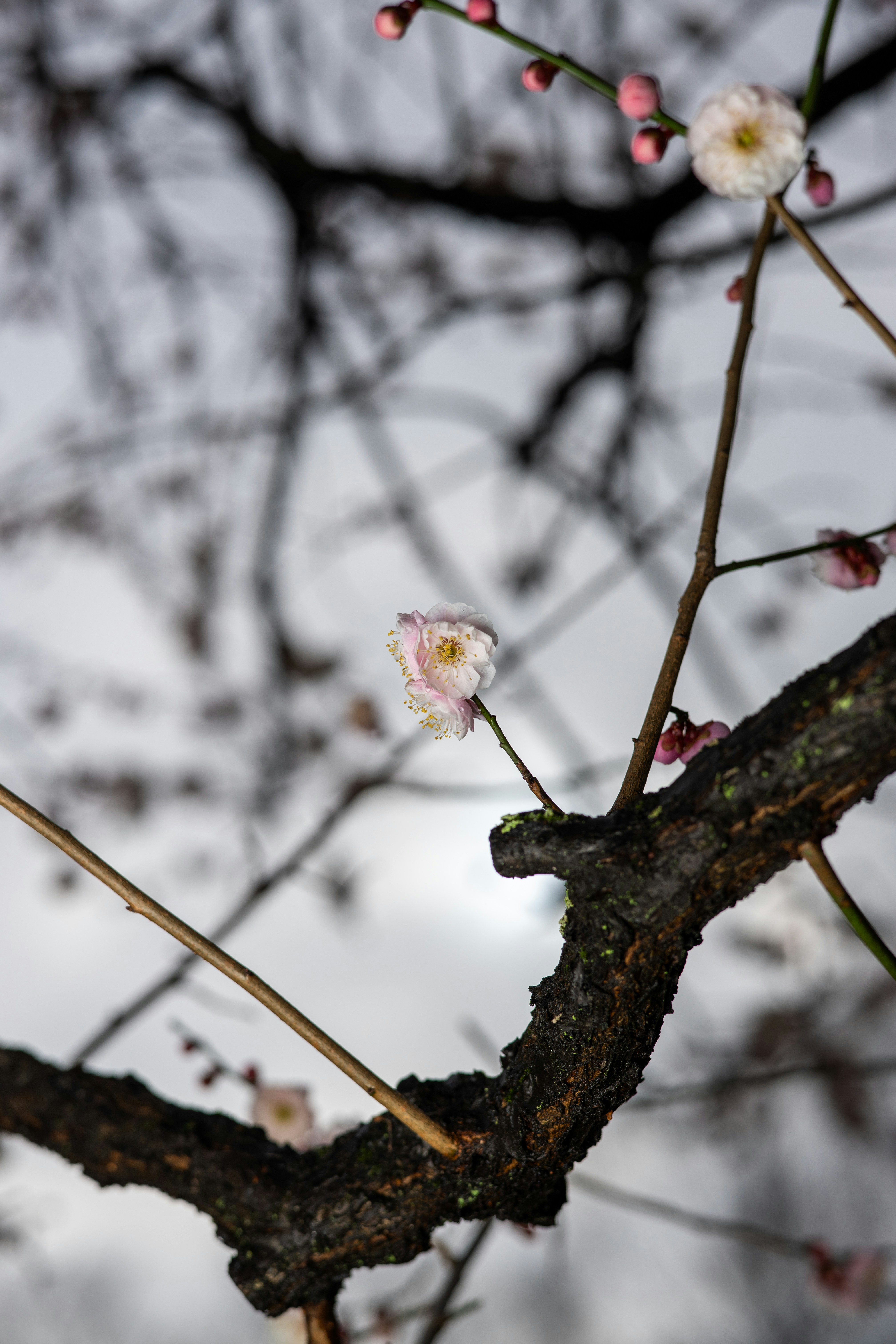 Photo by pafuxu