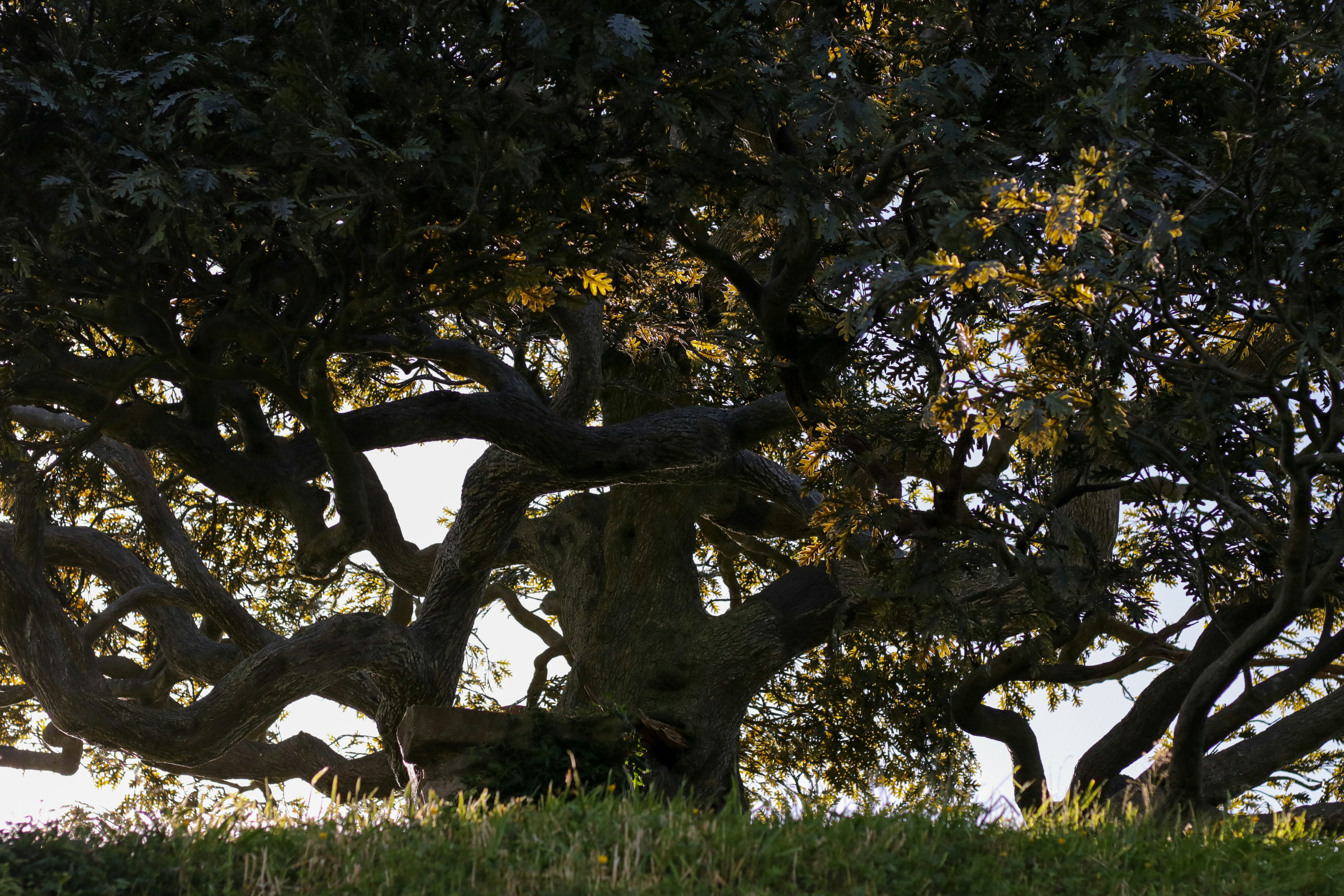 A giraffe is standing under a large tree