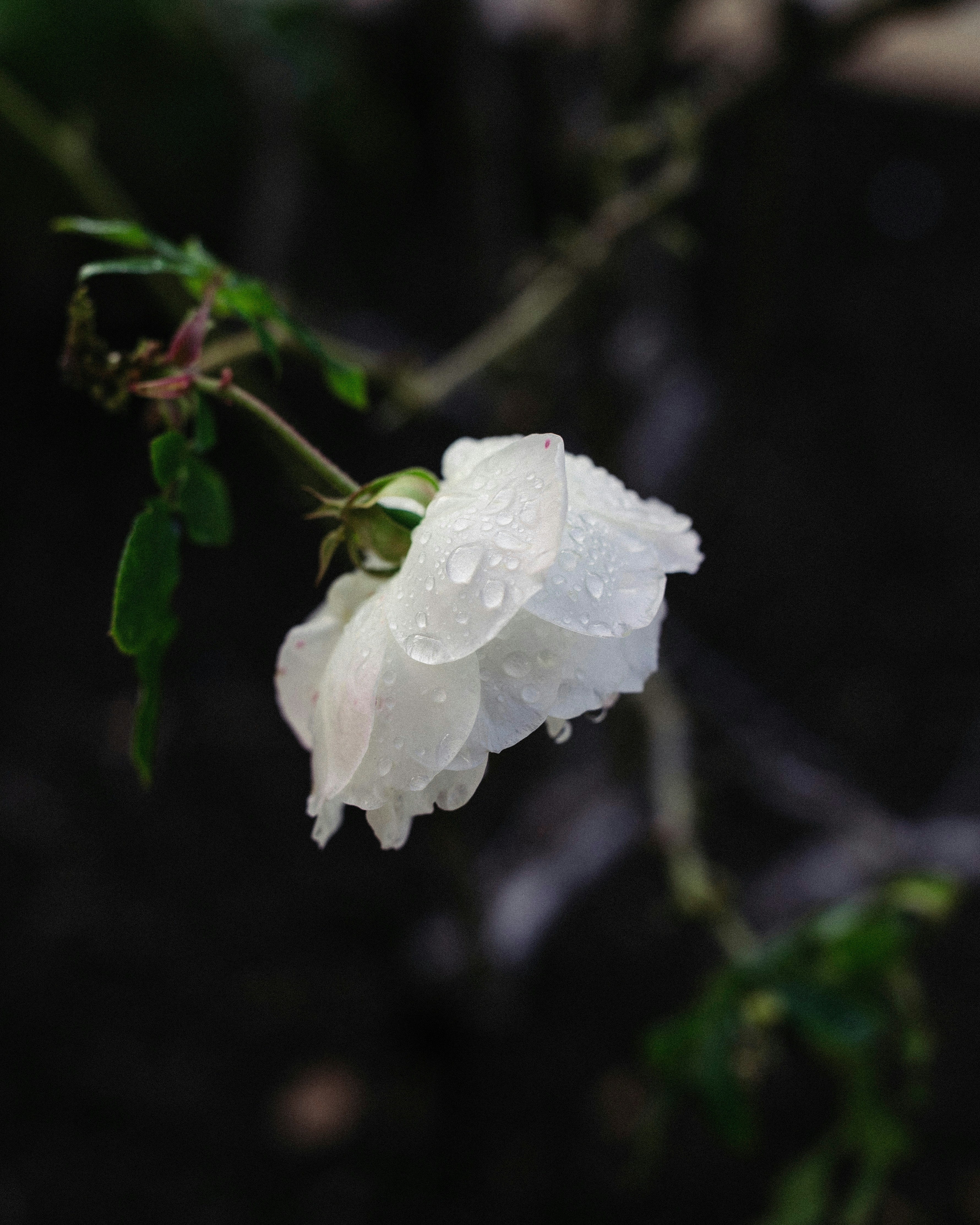 A white flower with water droplets on it