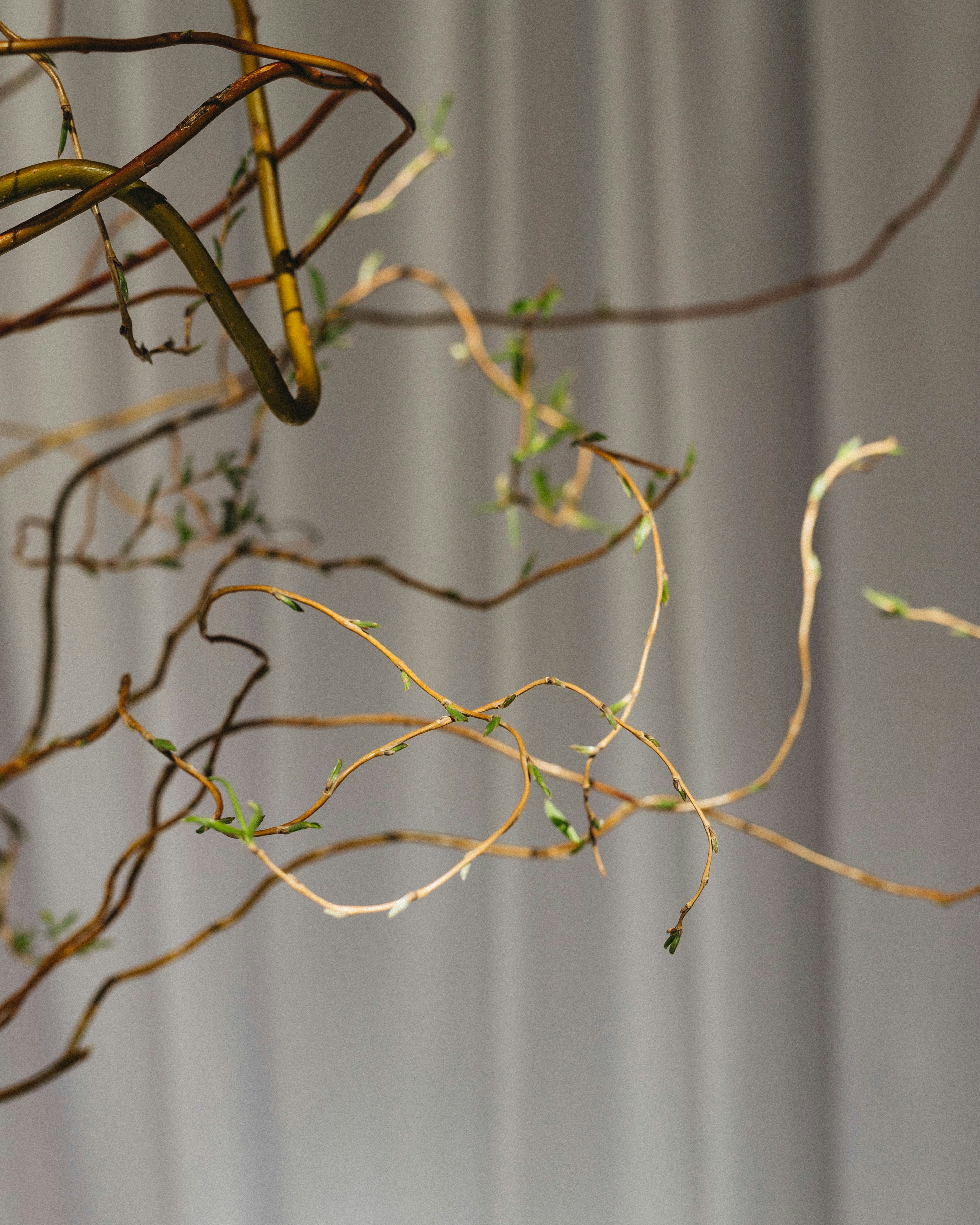 A close up of a vase with branches in it