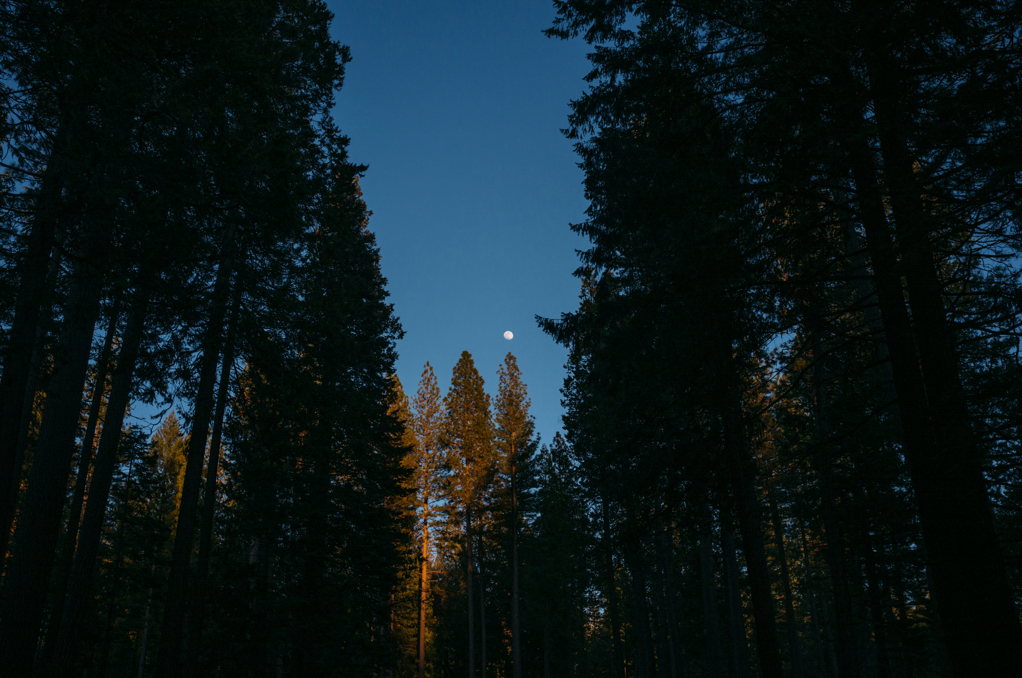 Un bosque lleno de árboles altos