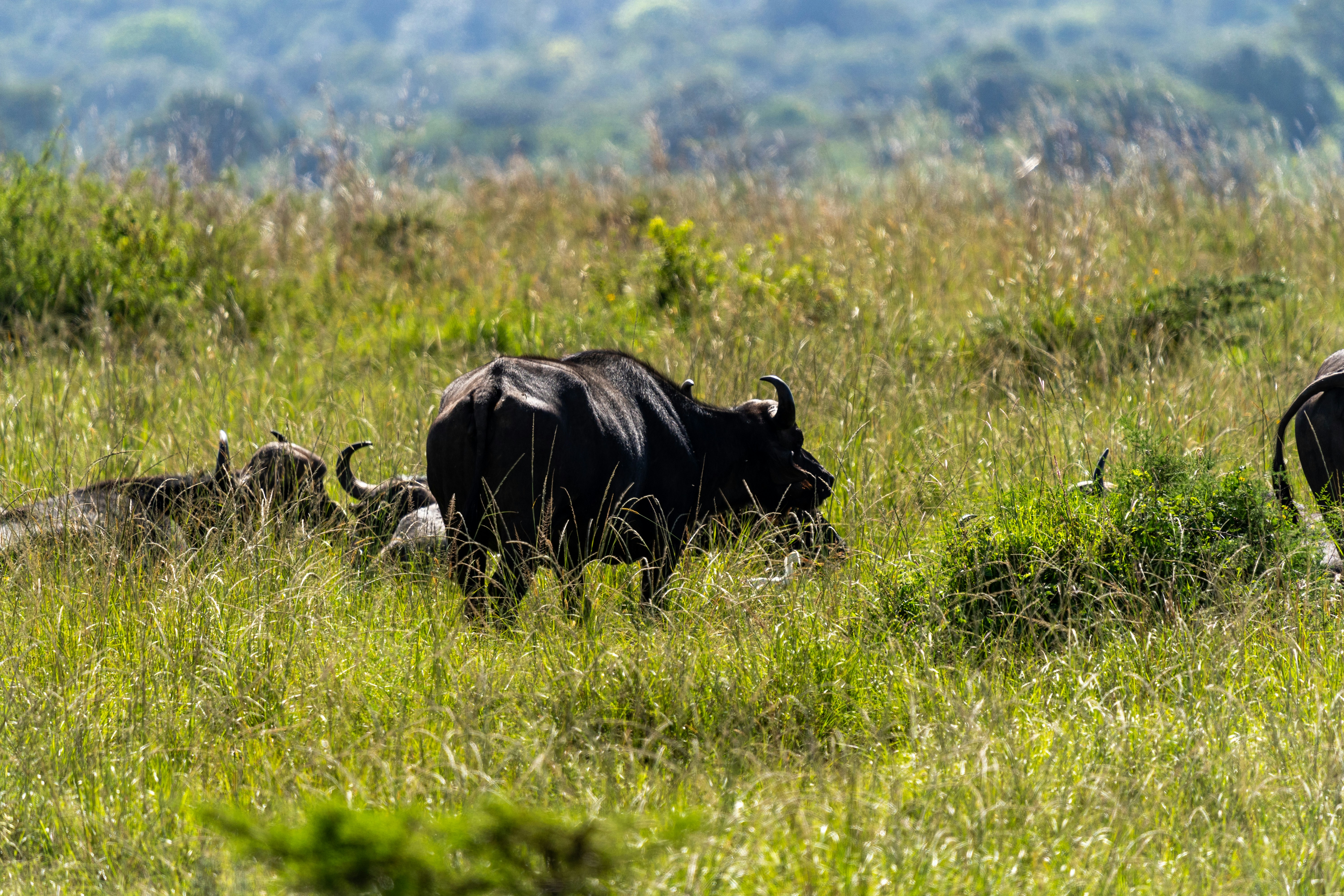 Black Rhinoceros in Tsavo West National Park