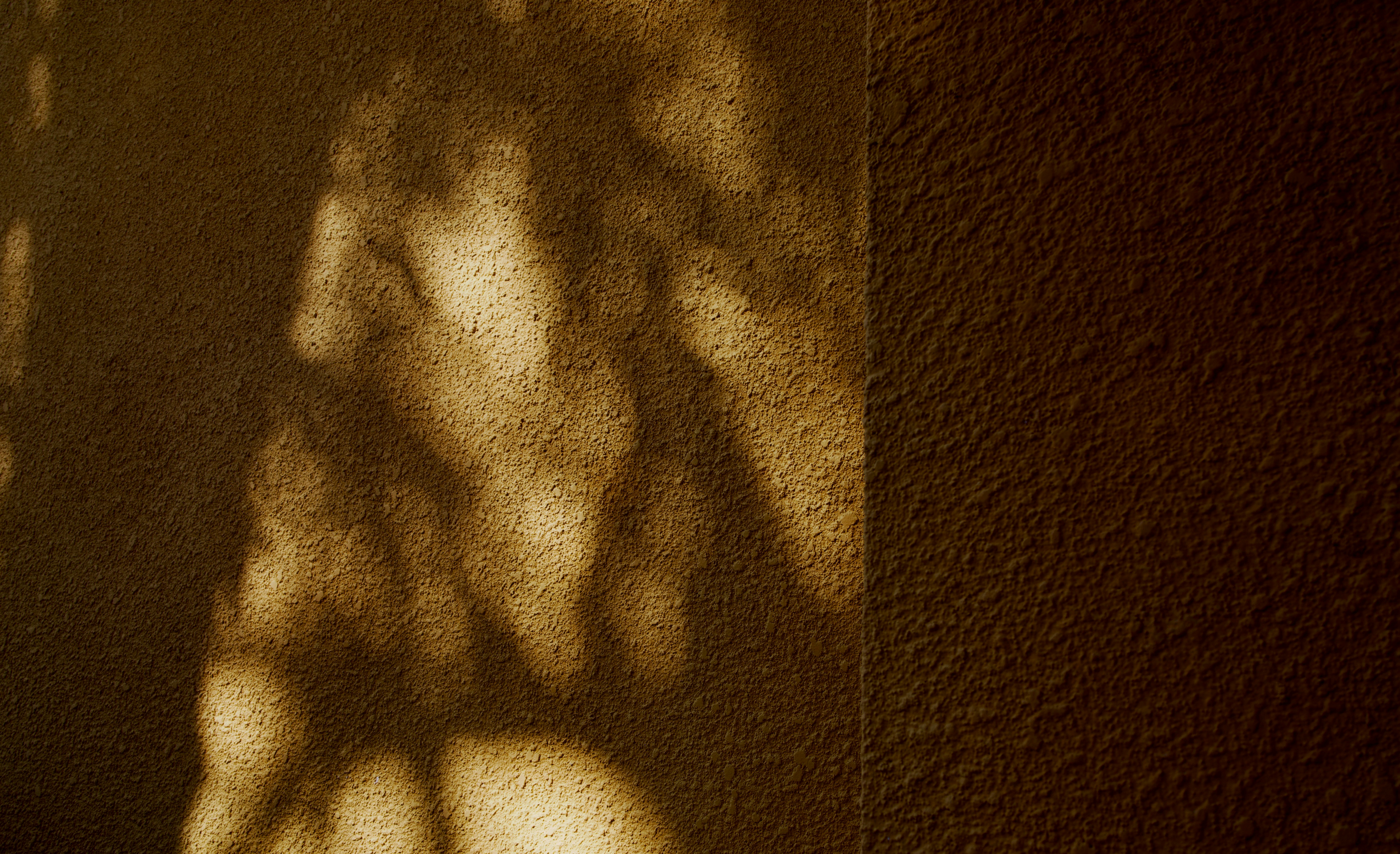 A shadow of a tree on a wall