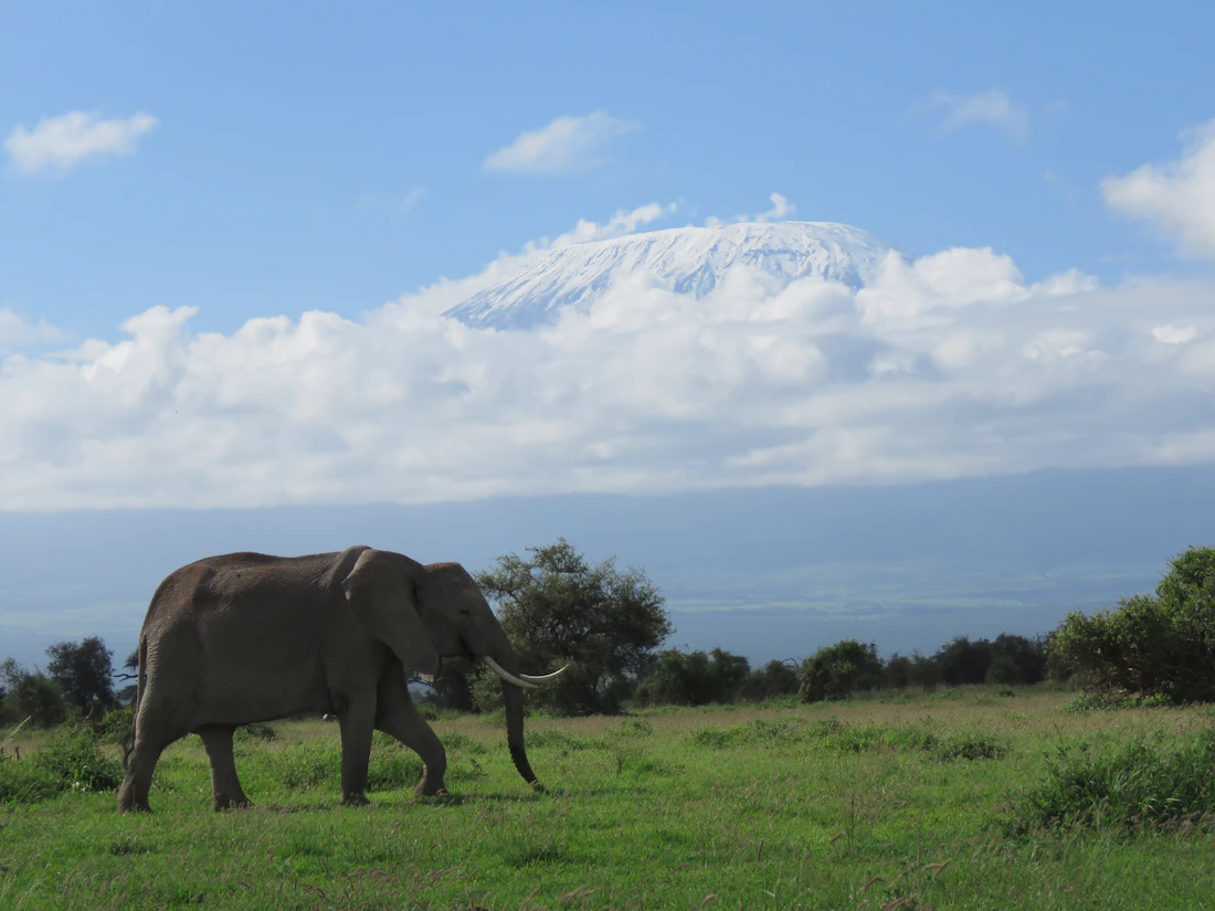 An elephant crossing the plains below the snow-capped summit of Mount Kilimanjaro in Tanzania
