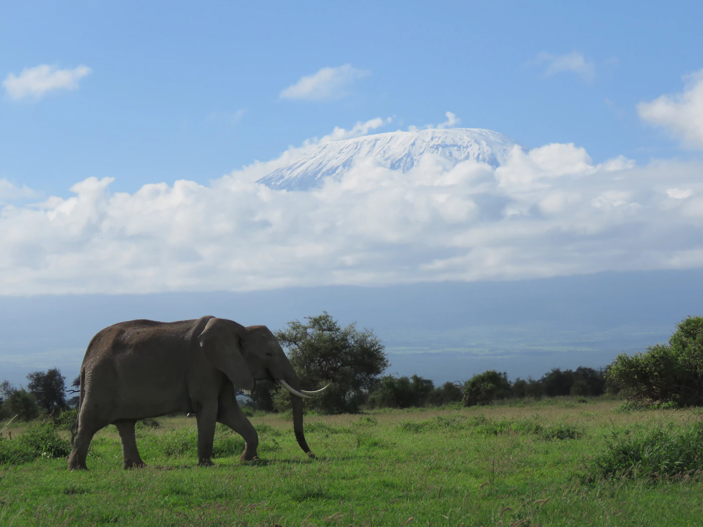 Amboseli National Park landscape