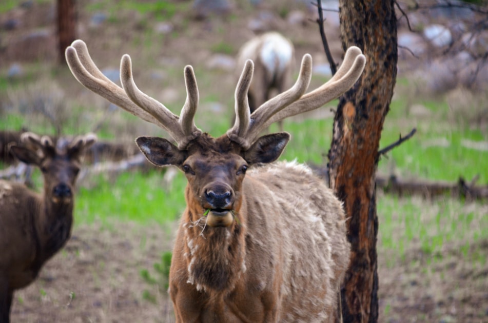 Colorado high country elk habitat with aspen groves and rocky mountain peaks in fall