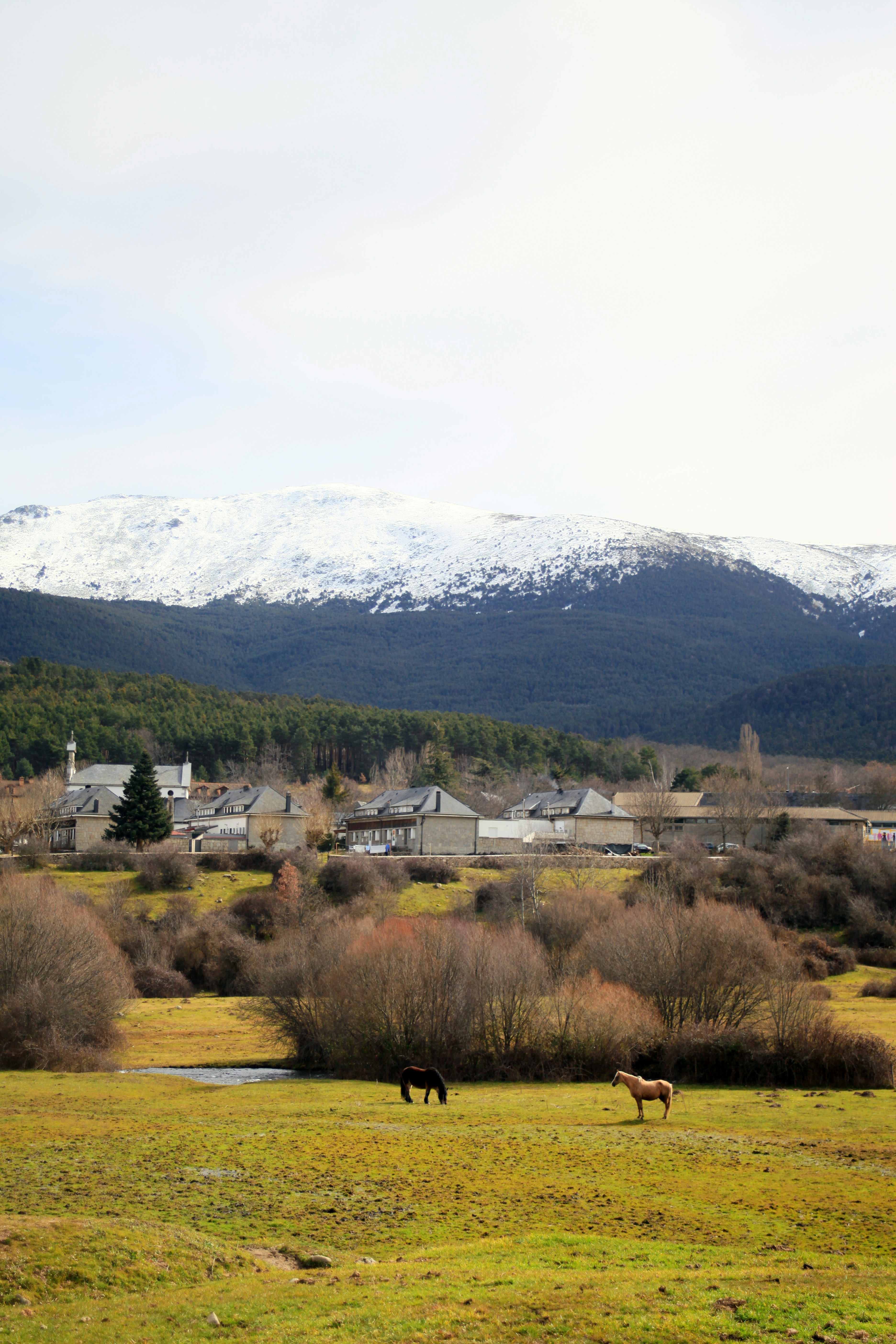 Two horses grazing in a field with mountains in the background
