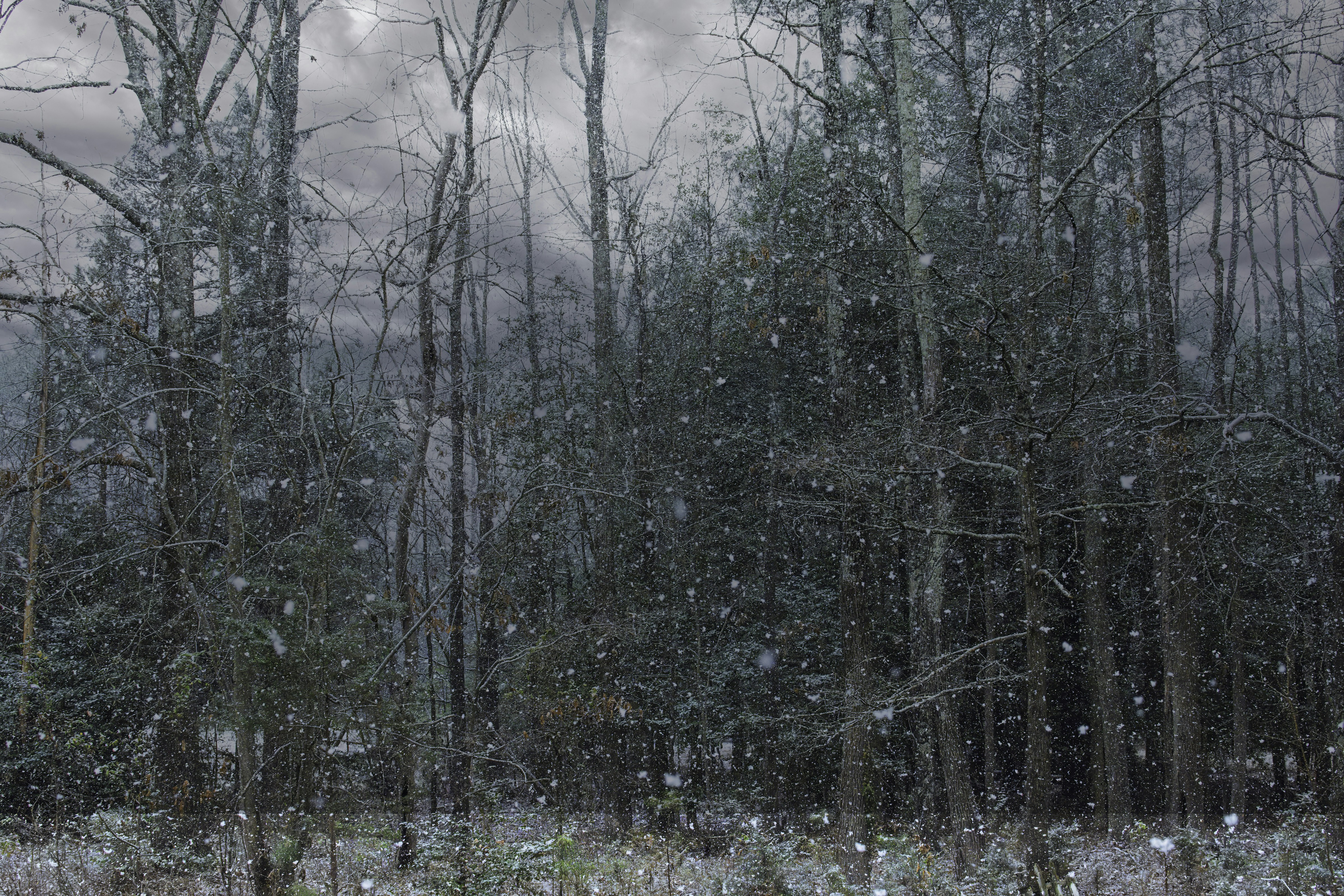 Un campo cubierto de nieve con árboles al fondo
