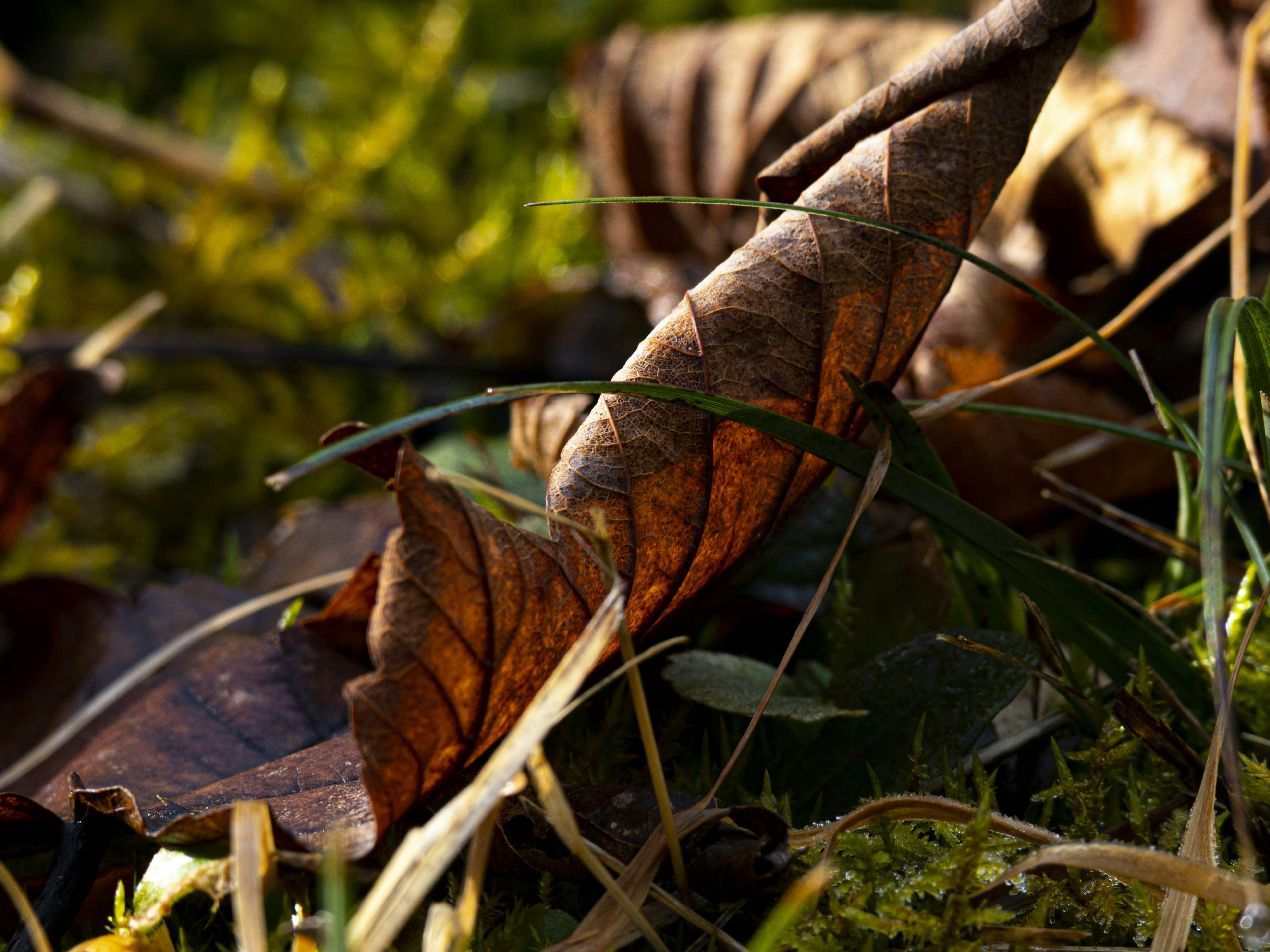 Photo by gopitri_prem