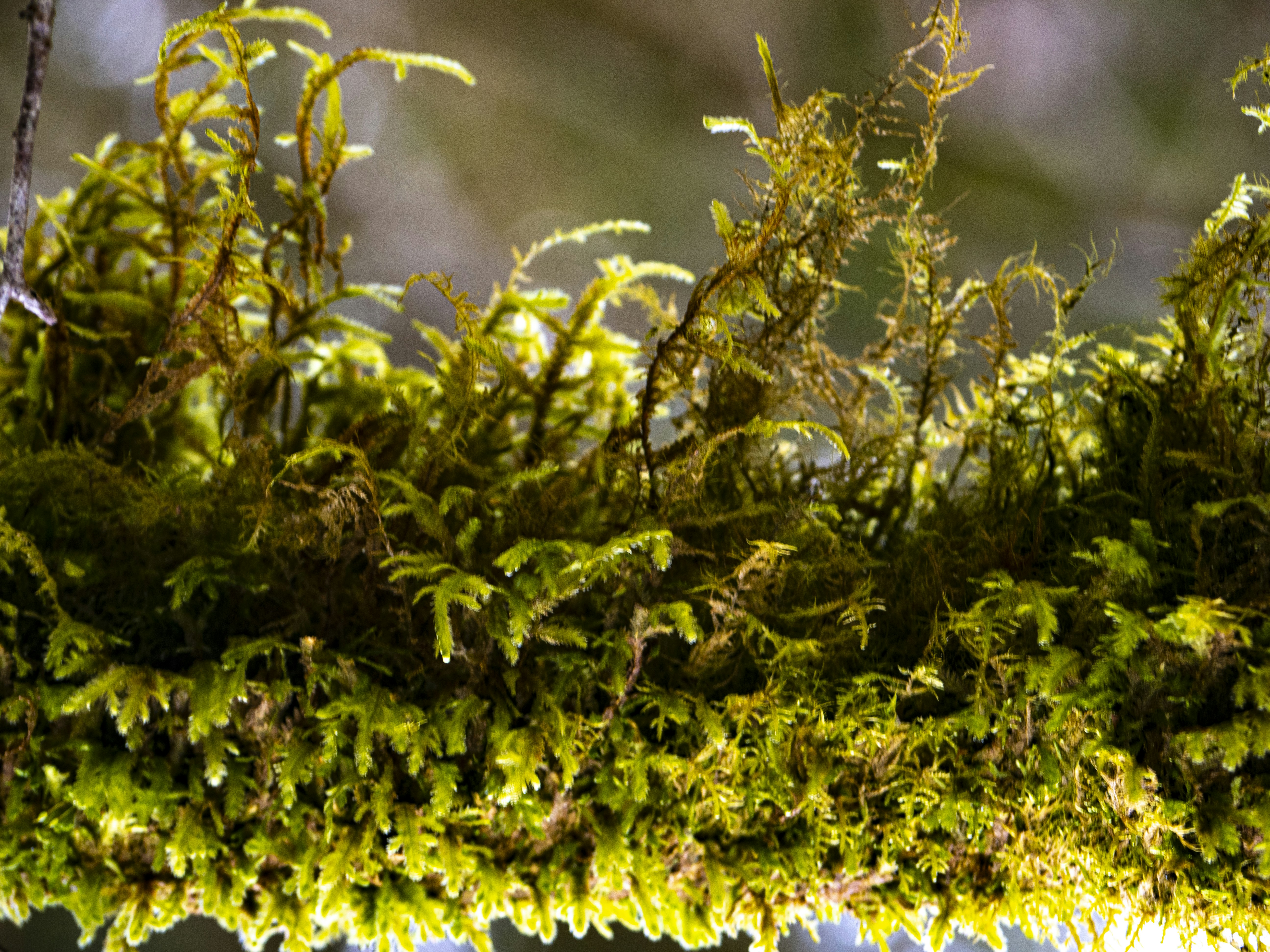 Photo by gopitri_prem