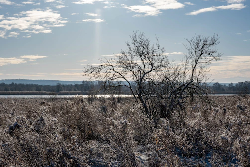 The sun shines through the clouds over a snowy field