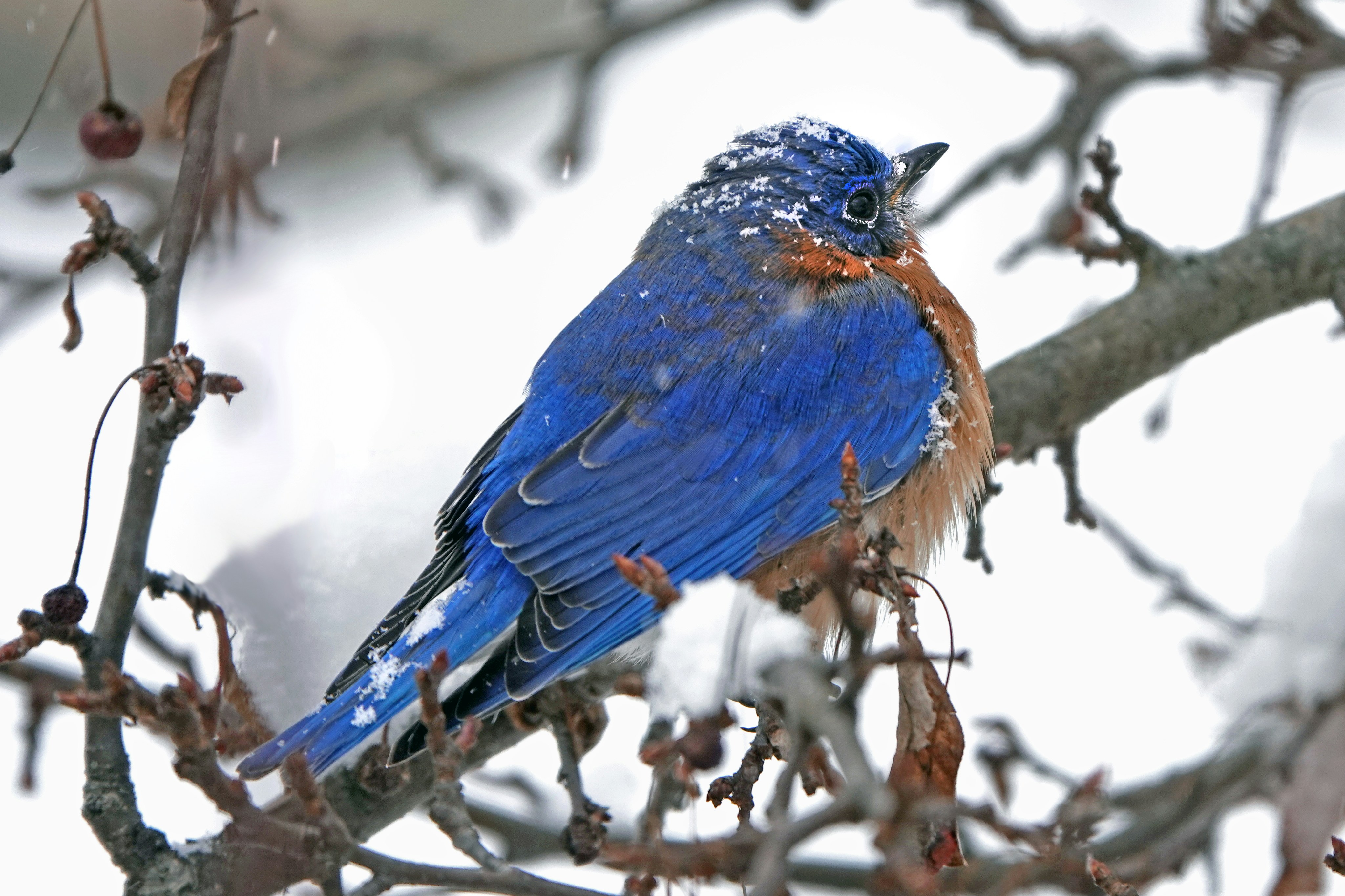 A blue bird is sitting on a tree branch
