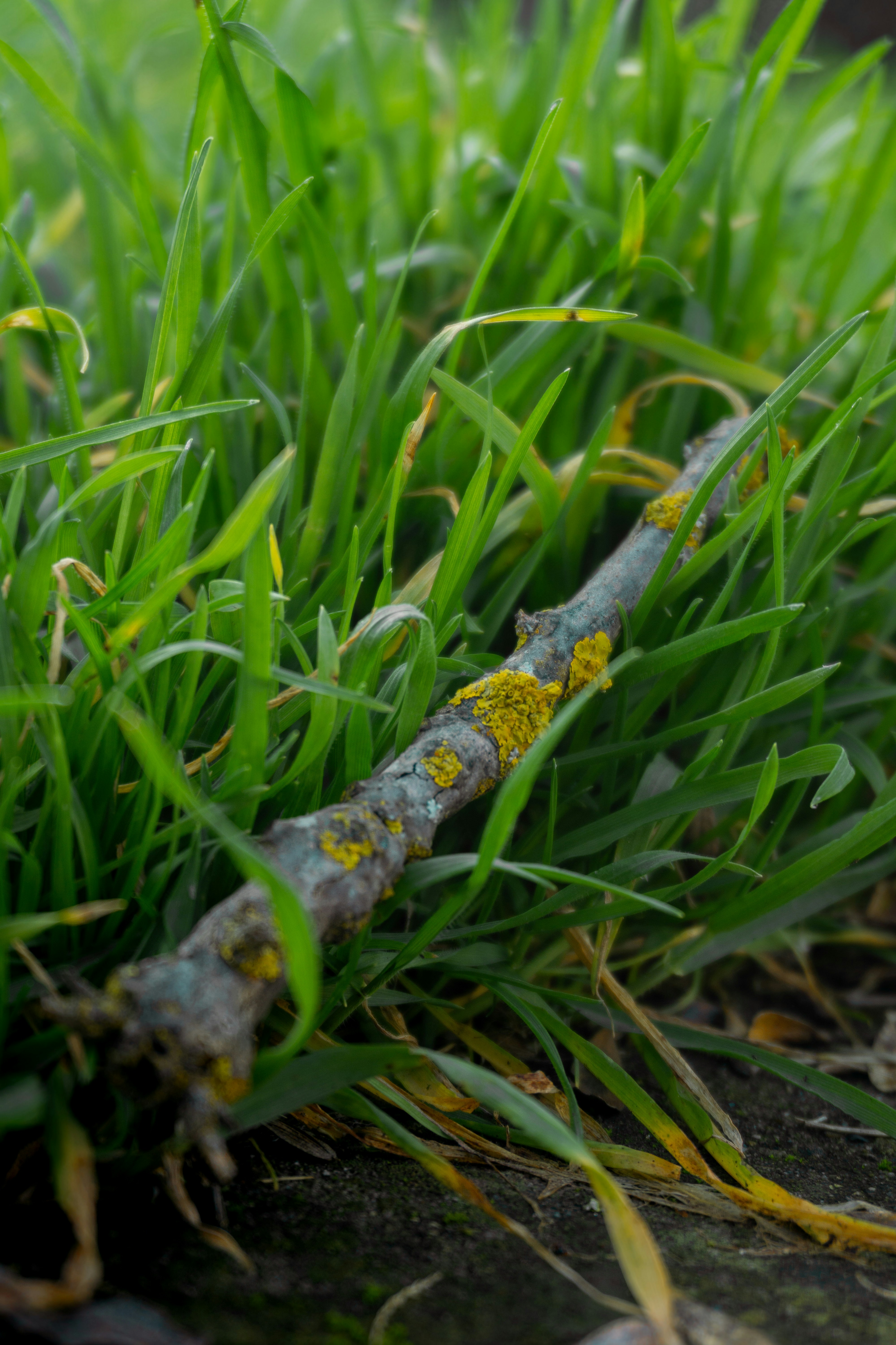 Yellowing and thinning patches of grass indicating take-all root rot