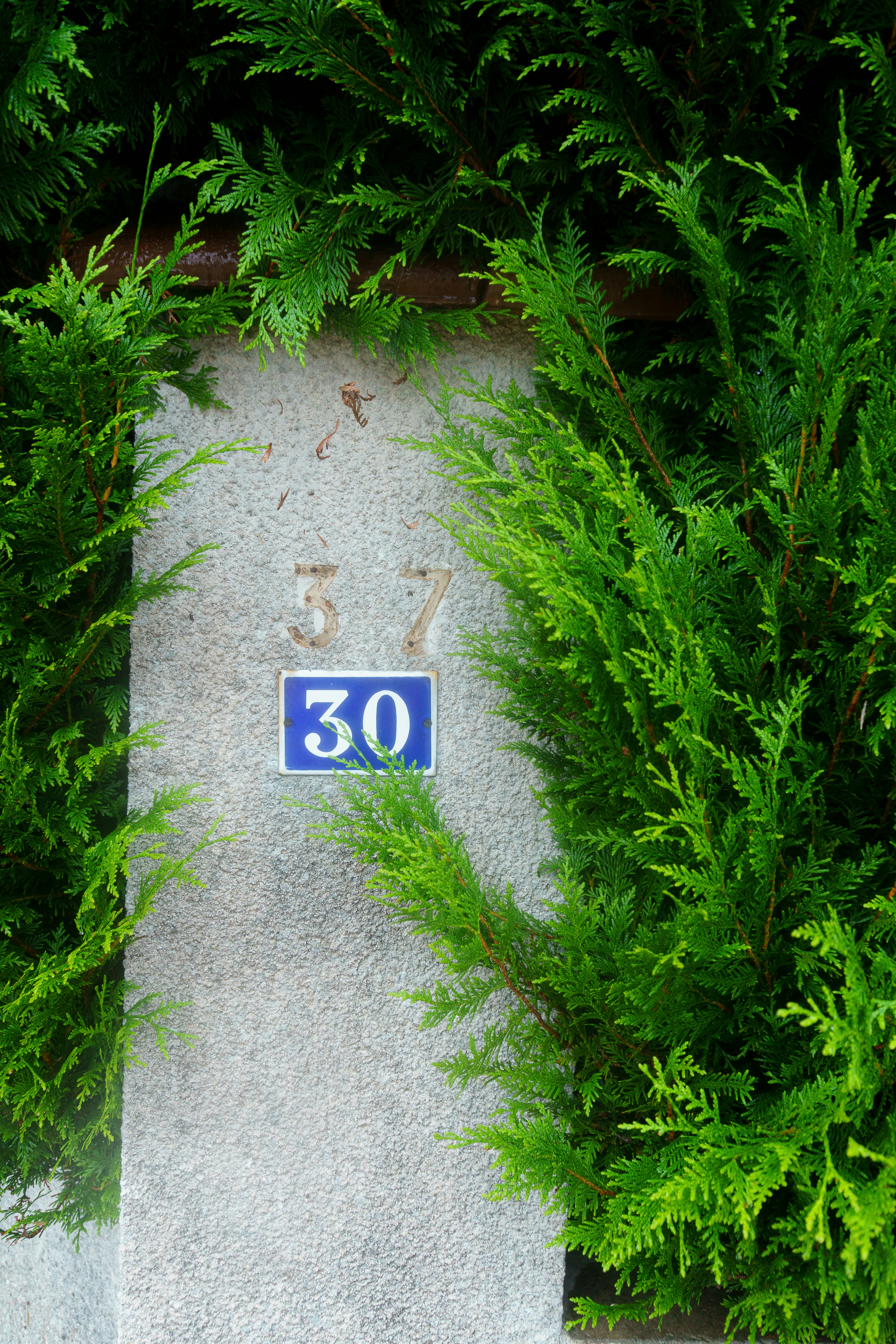 A blue and white street sign sitting next to a bush
