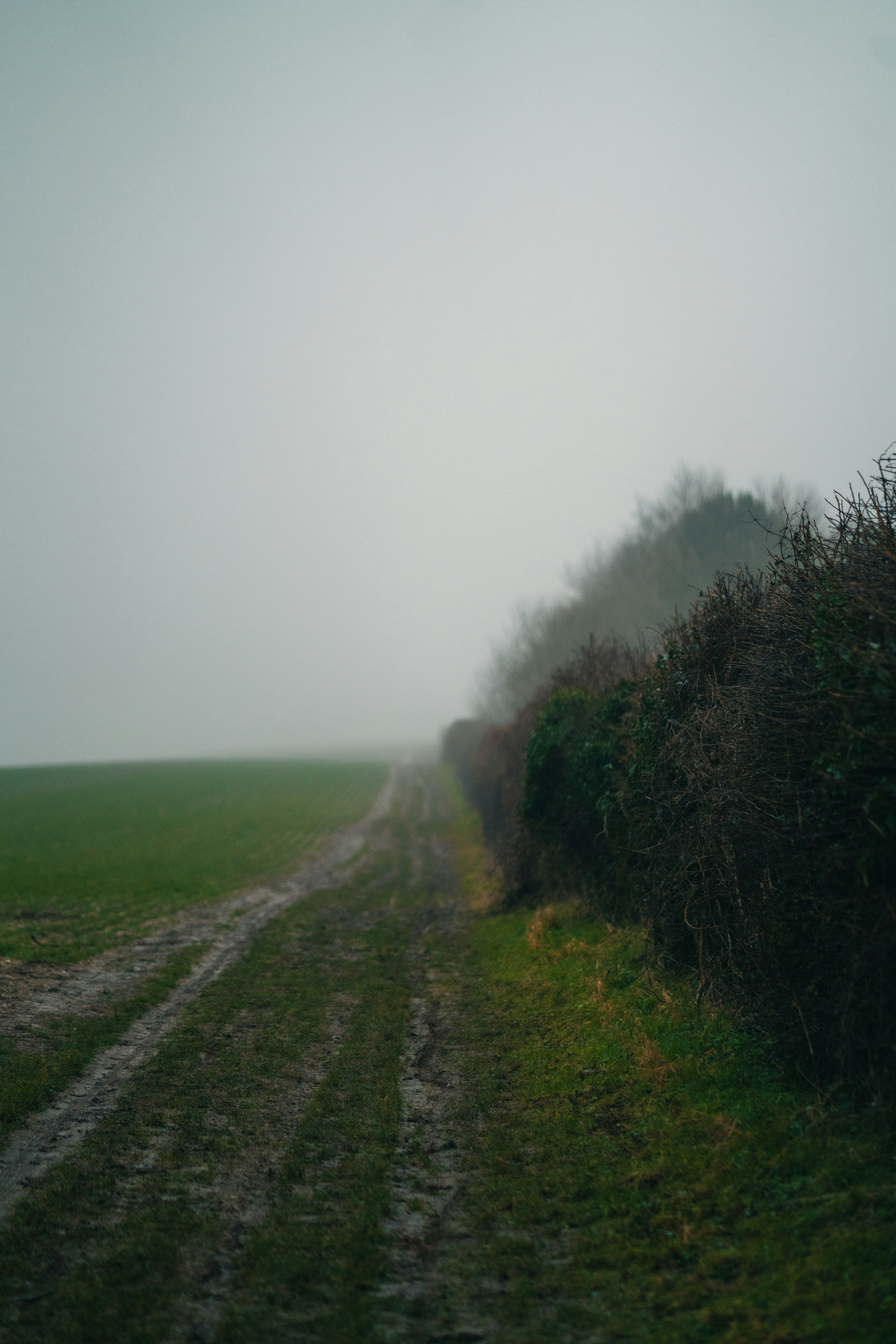Un campo brumoso con un camino de tierra en primer plano