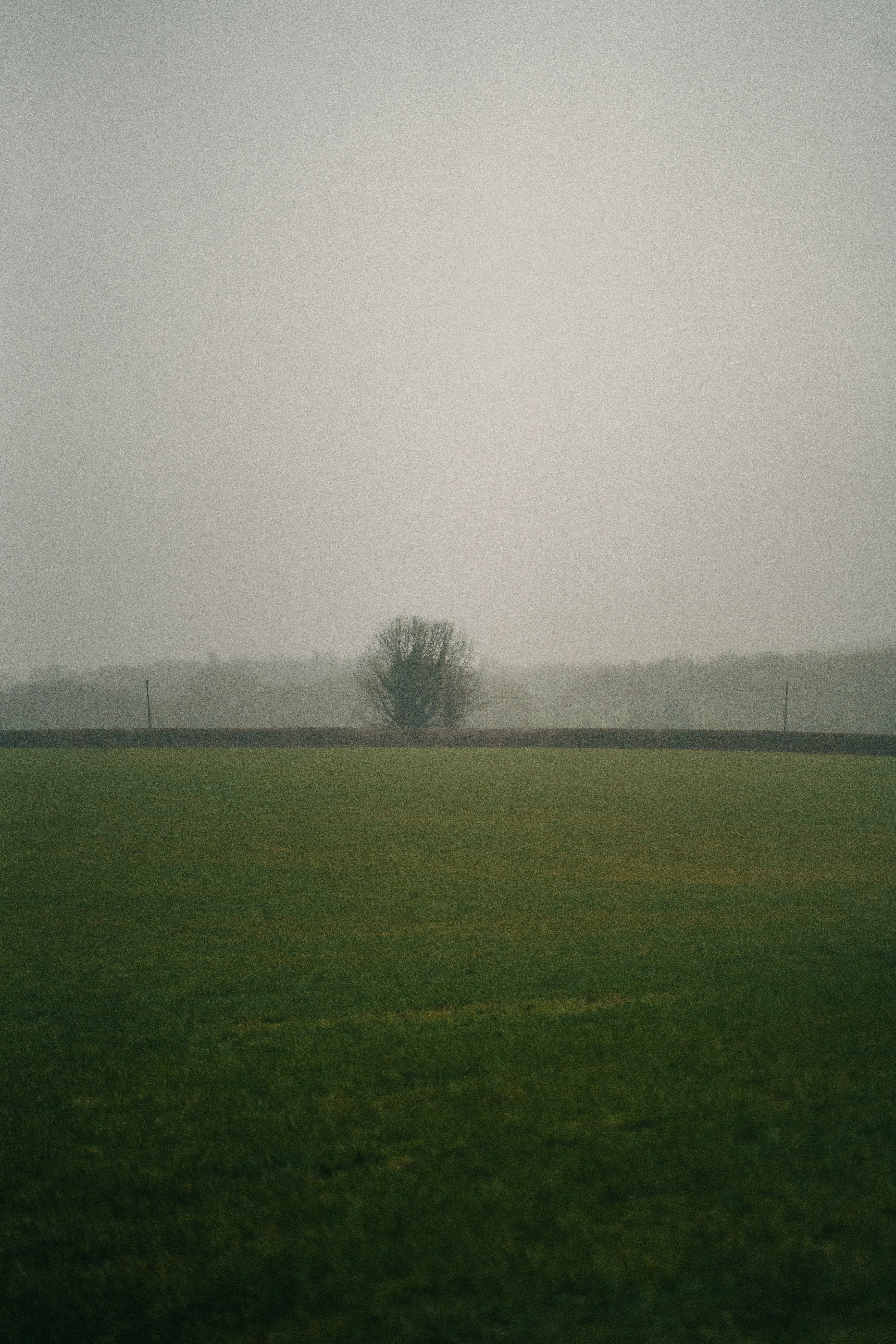Un campo verde con un árbol solitario a lo lejos