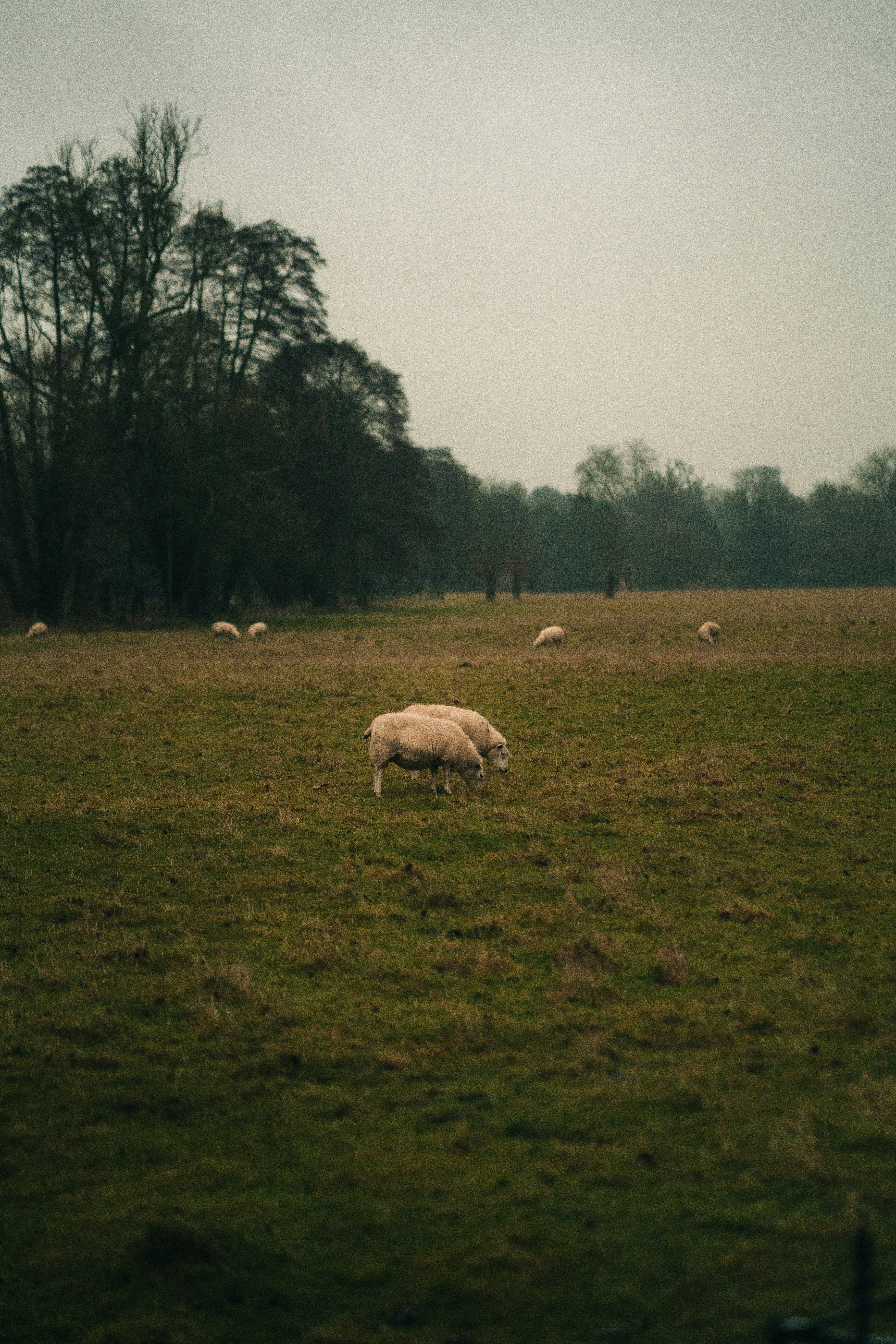 Un rebaño de ovejas pastando en un exuberante campo verde