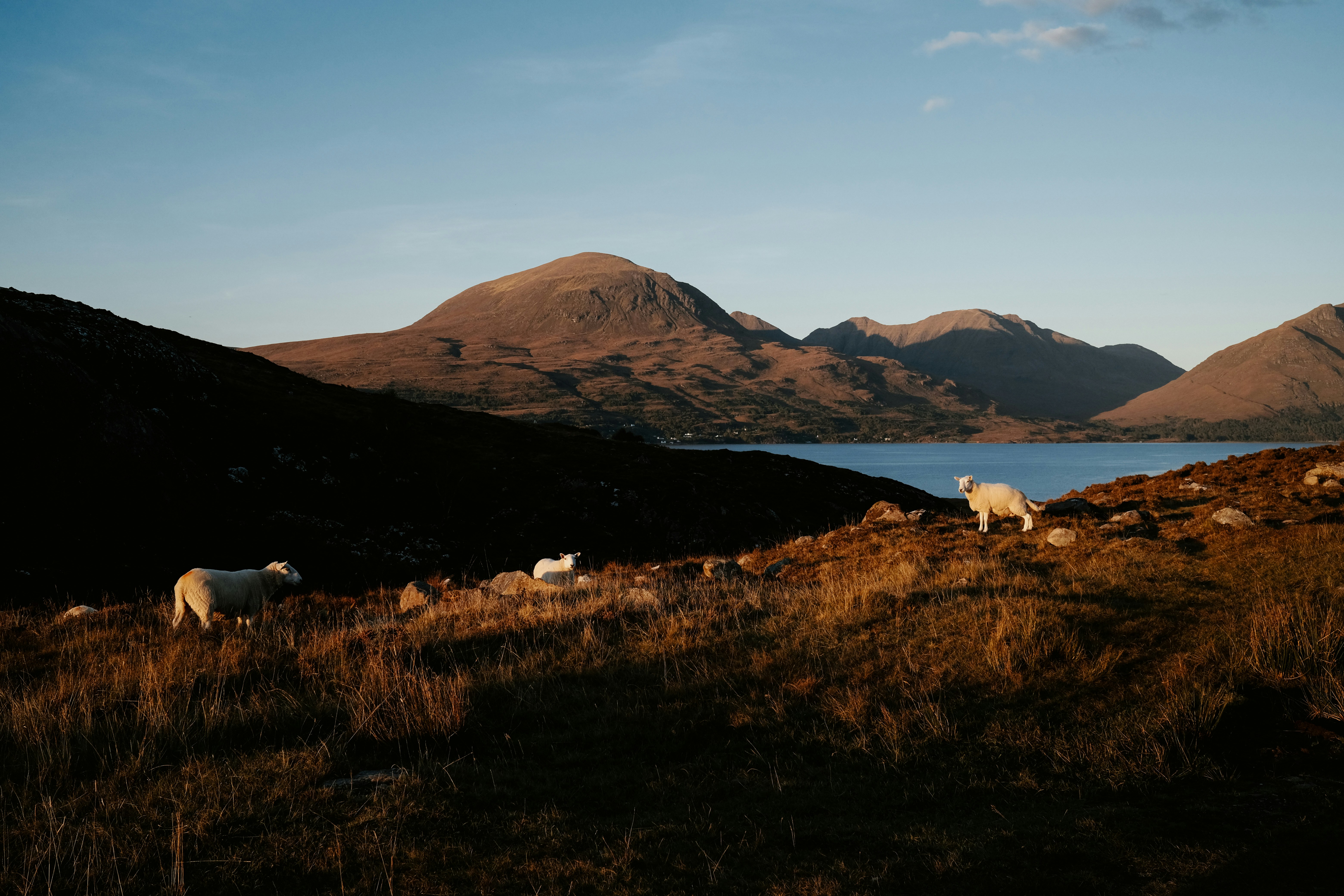 A herd of sheep grazing on a lush green hillside