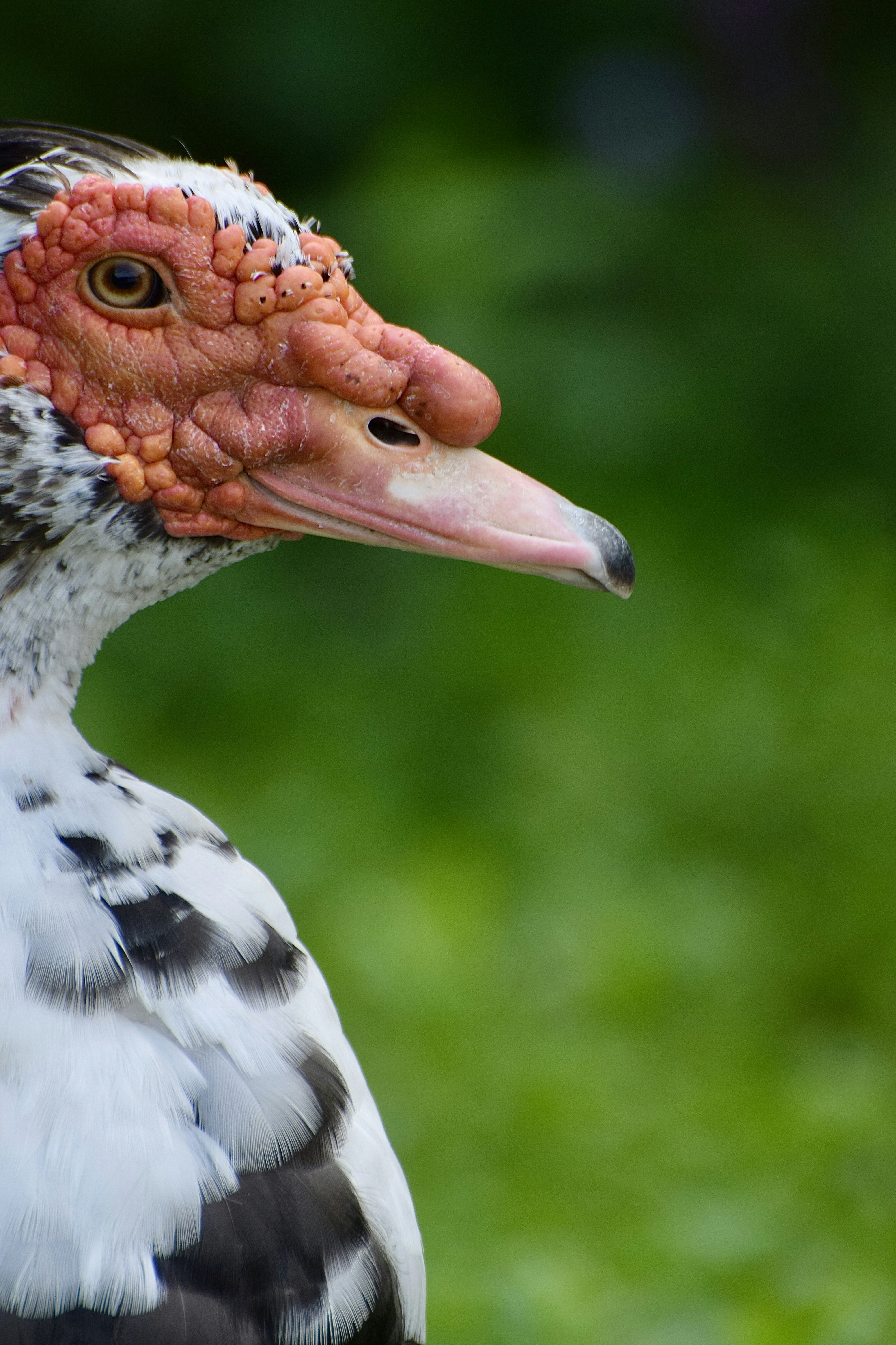 Photo by beardynature