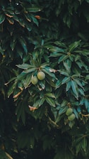 Mangoo tree